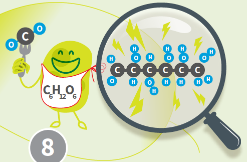 Photosynthese - was ist das noch mal genau?