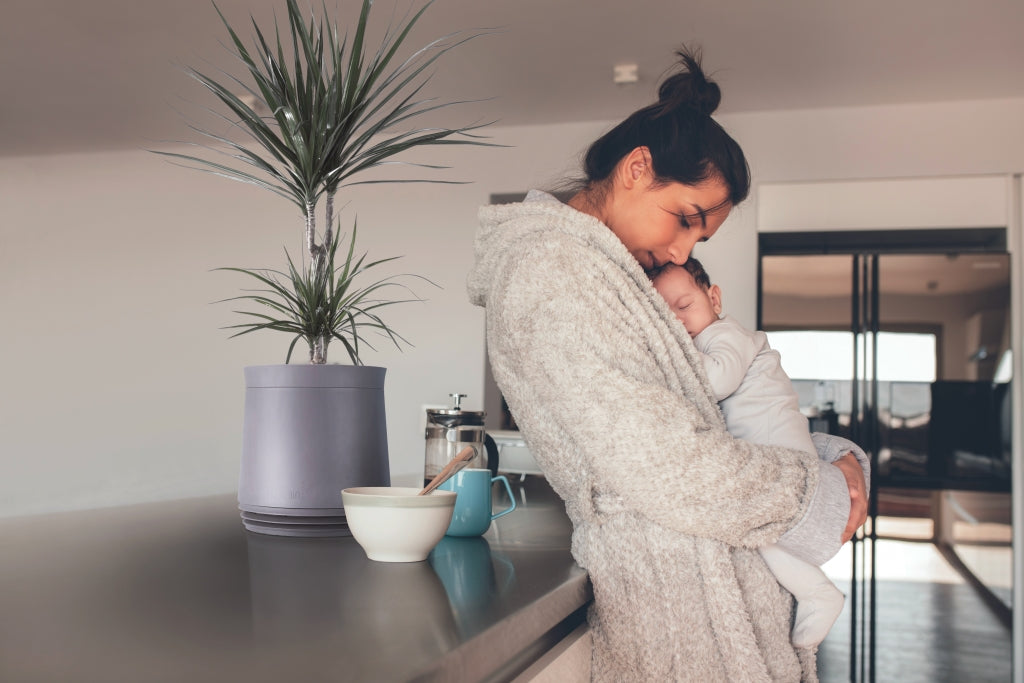 Drachenbaum (Dracaena)