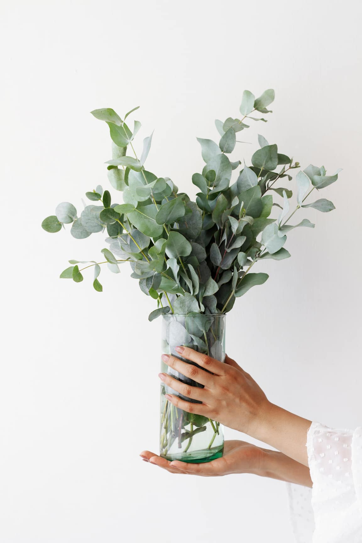 Eukalyptus Pflege: So gelingt Standort, Gießen & Überwintern