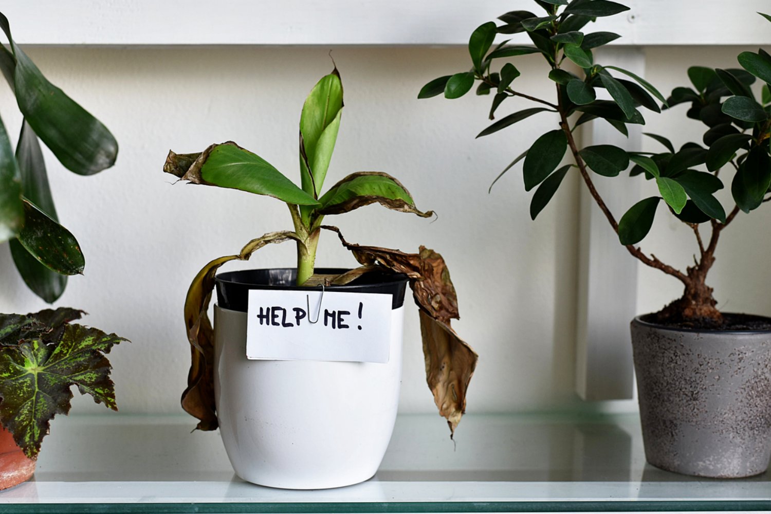 Wie Deine Pflanzen Deinen Urlaub überleben