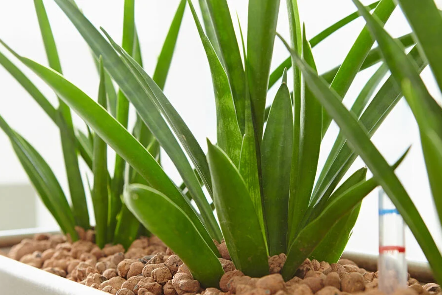 Das Bild zeigt eine Pflanze in einer Hydrokultur mit Blähton