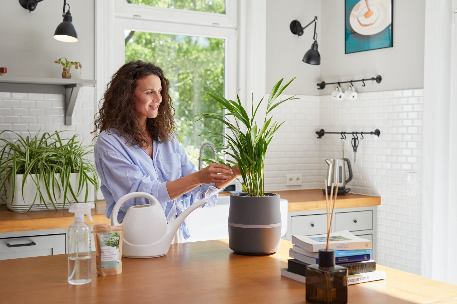 5 Irrtümer über Zimmerpflanzen und was wirklich stimmt