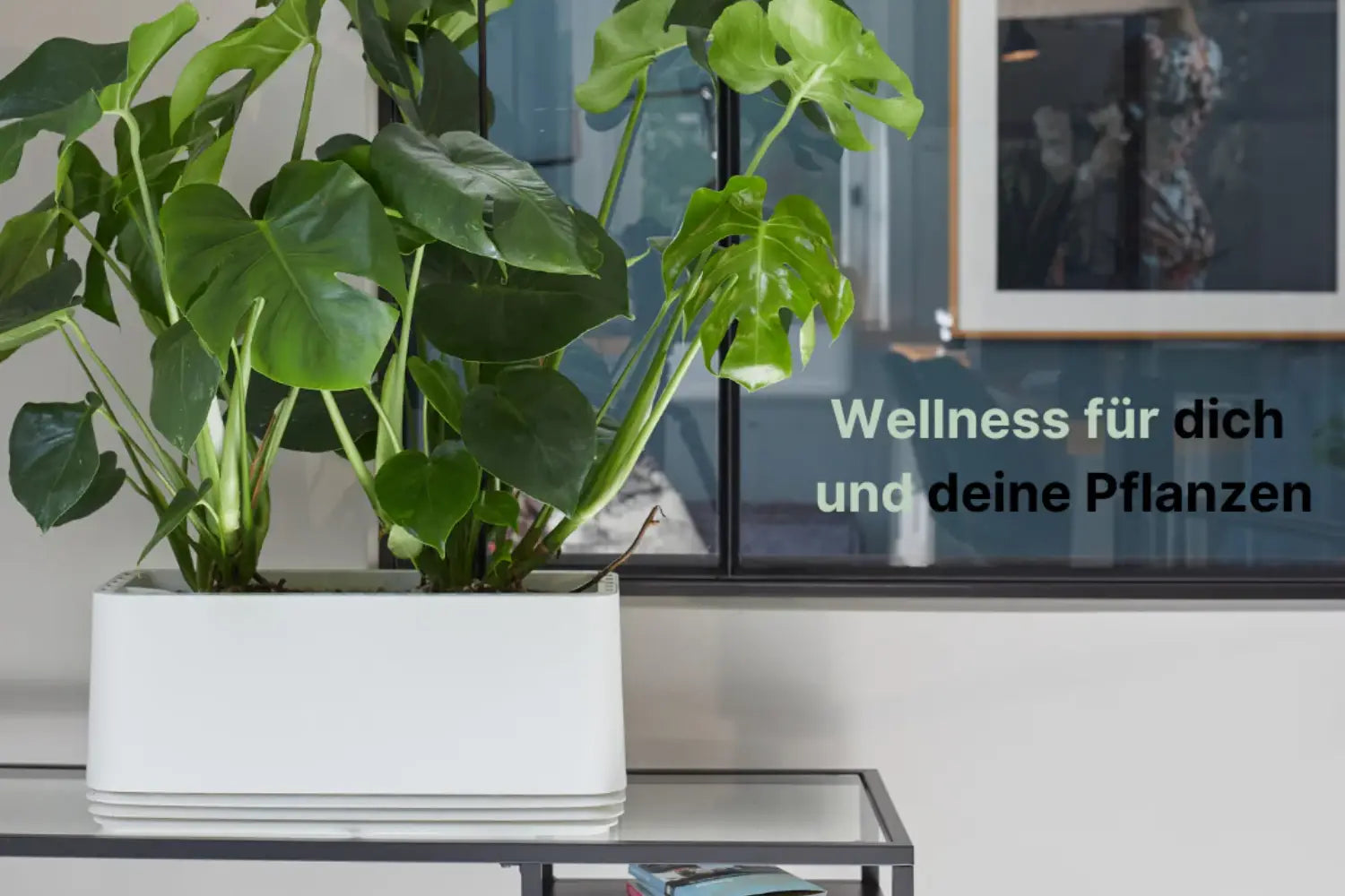 Fensterblatt (Monstera)