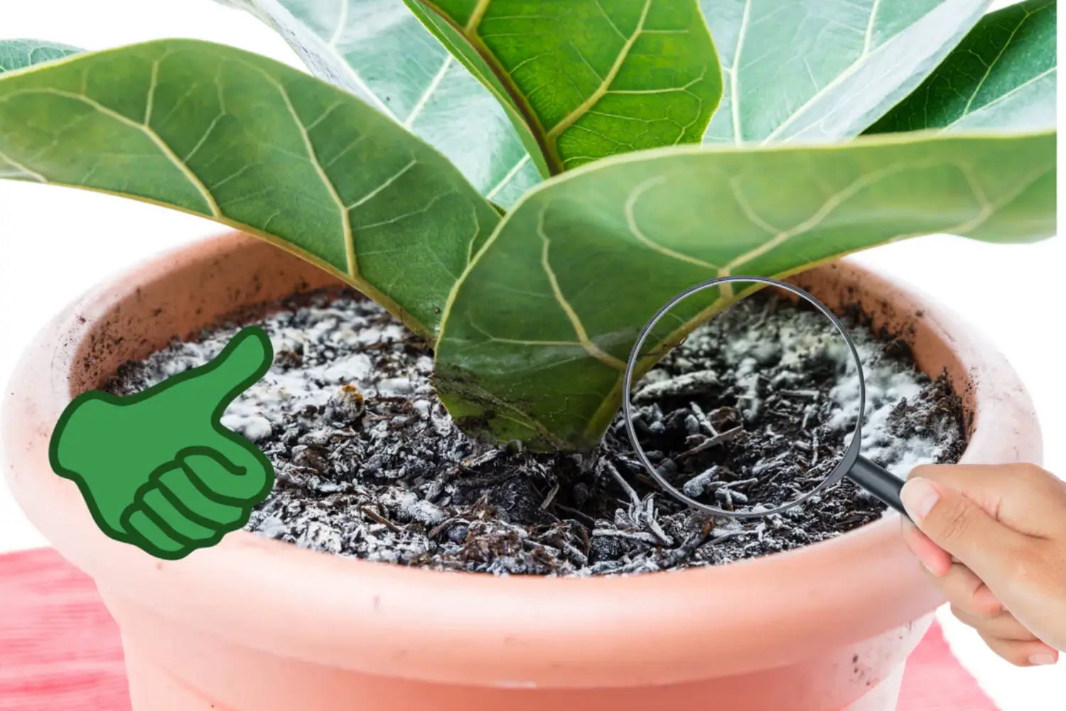 Ist das Schimmel oder kann das weg?!