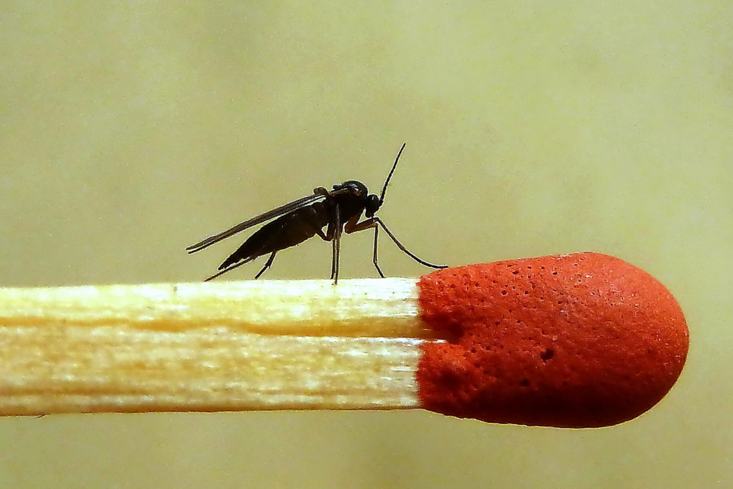 Trauermücken. Kleine Nervensägen mit Wurzeldrang