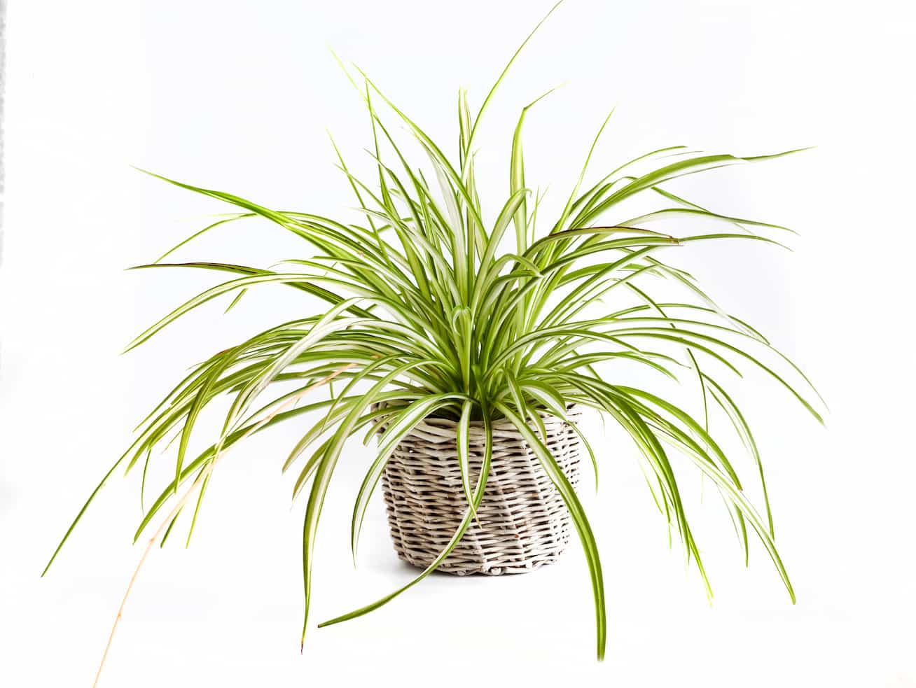 Grünlilie Pflege: So bleibt Ihre Pflanze dauerhaft gesund