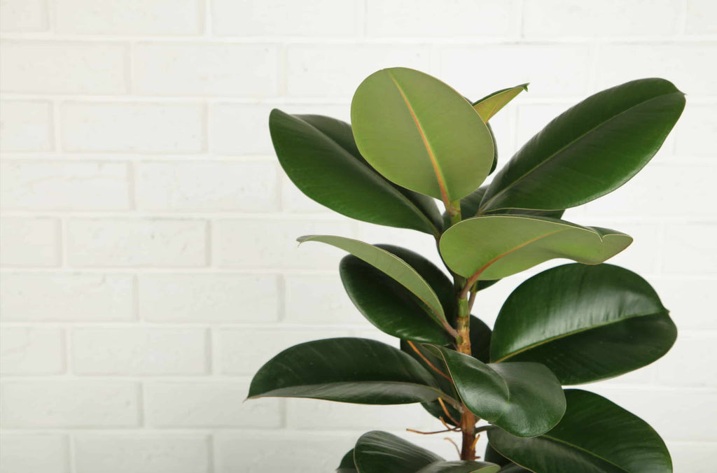 Gummibaum Pflege: So bleibt Ihr Ficus elastica dauerhaft gesund