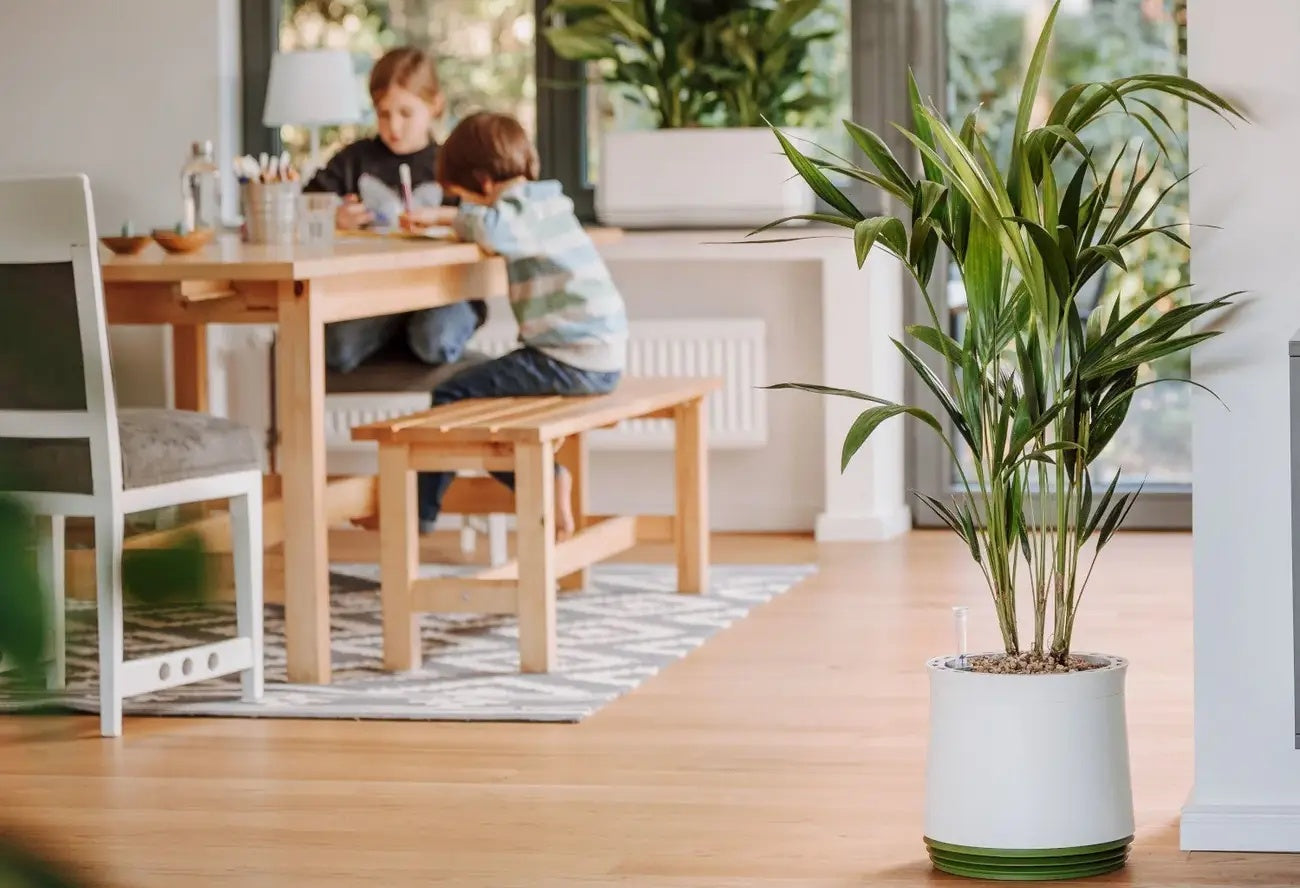 Goldfruchtpalme im AIRY System mit Kindern im Hintergrund