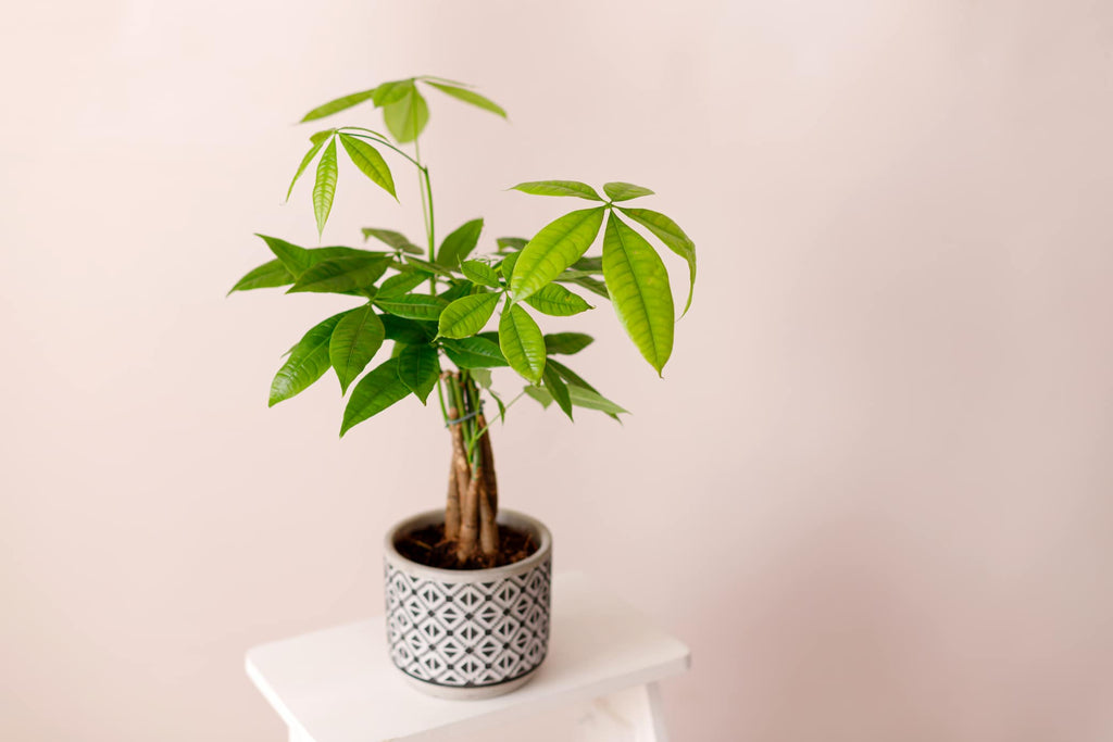 Glckskastanie Pflege: Pachira Aquatica Pflanze & Umtopfen  Tipps