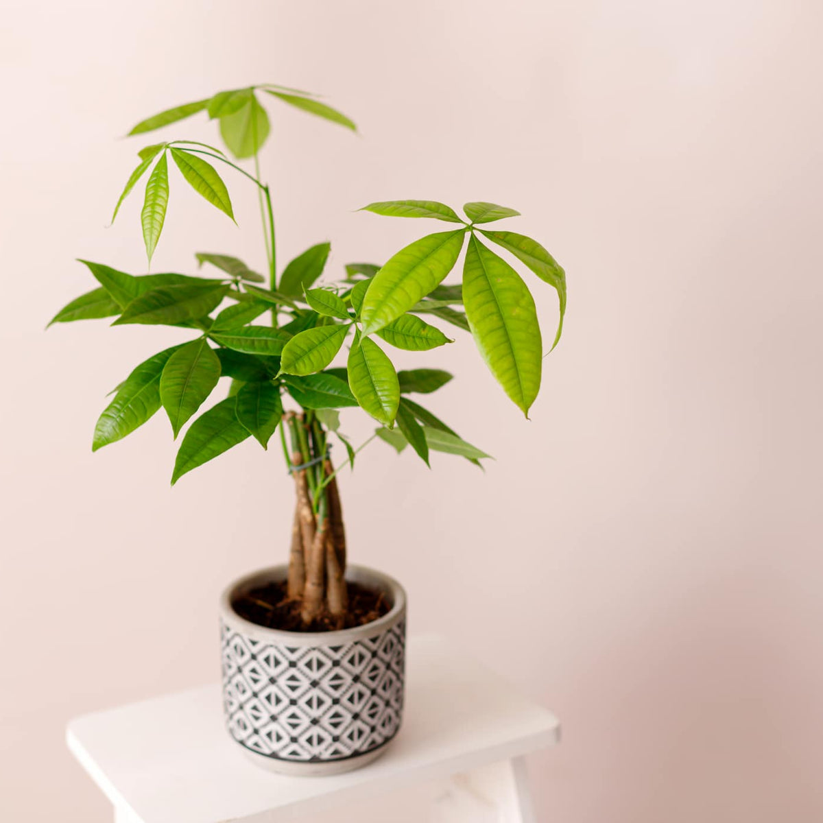 ficus lyrata zimmerpflanze Geigenfeige (Ficus lyrata) XXL-Größe kaufen
