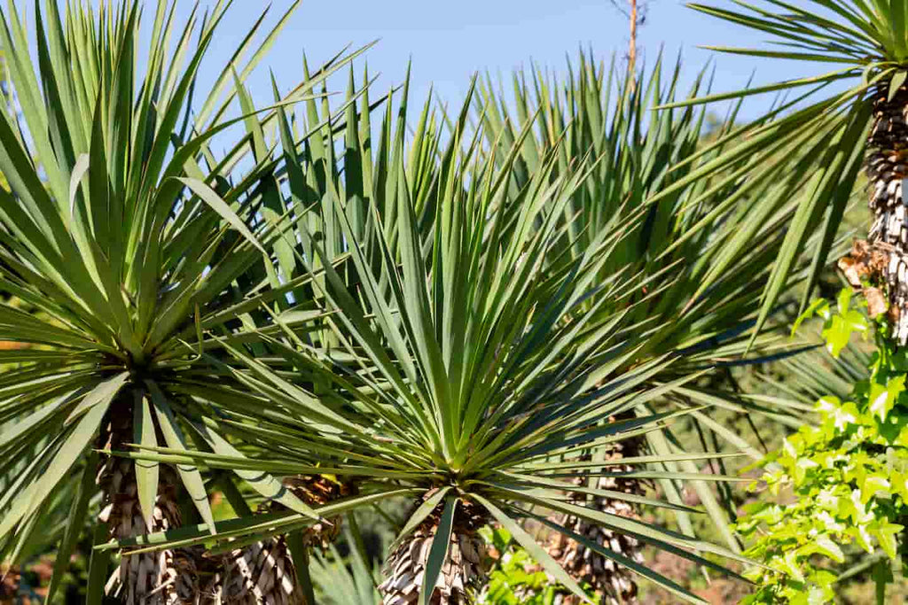 Yucca Palme & Palmlilie pflegen: Tipps fr die pflegeleichte Yucca