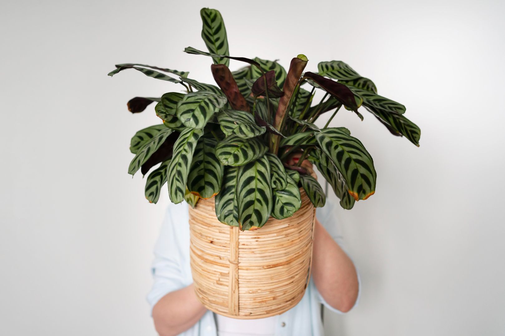Frau, die Calathea hält.