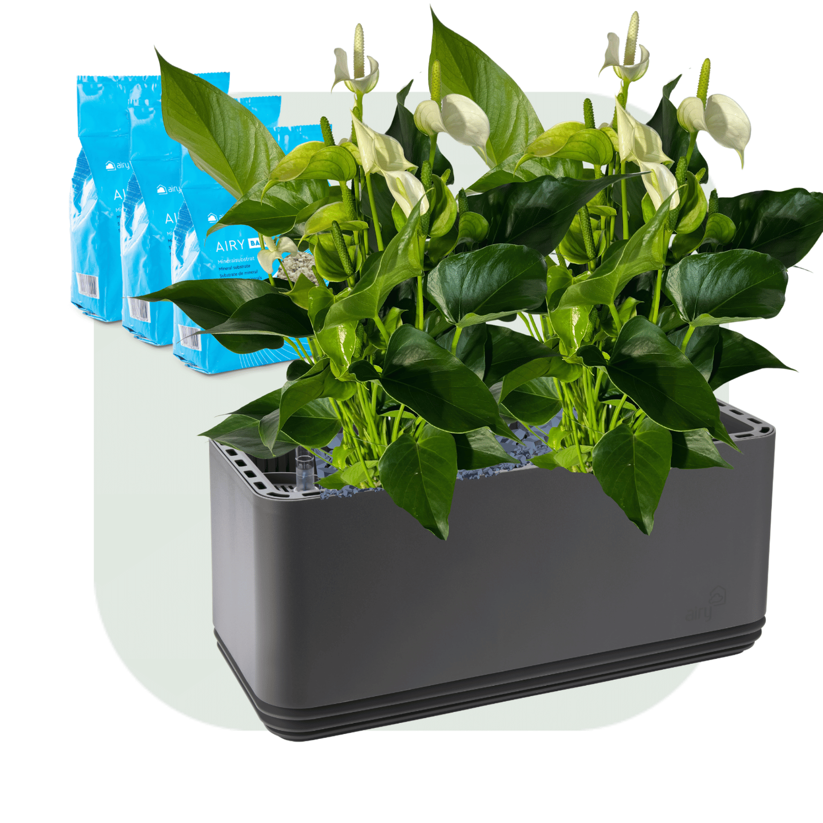 AIRY System L Flamingo Flower Anthurium Cream