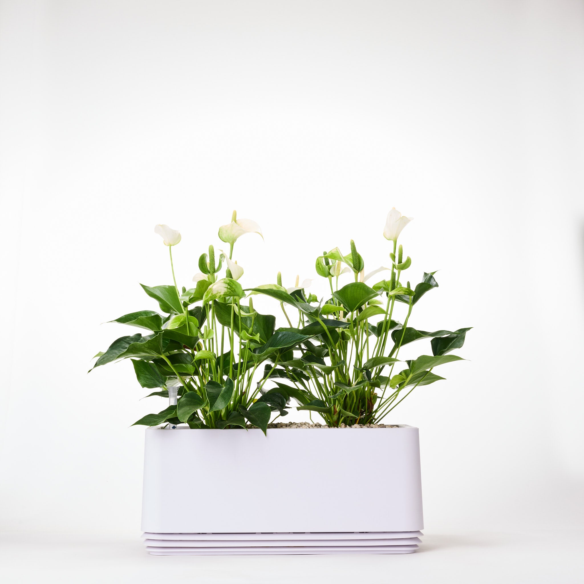 AIRY System L Flamingo Flower Anthurium Cream