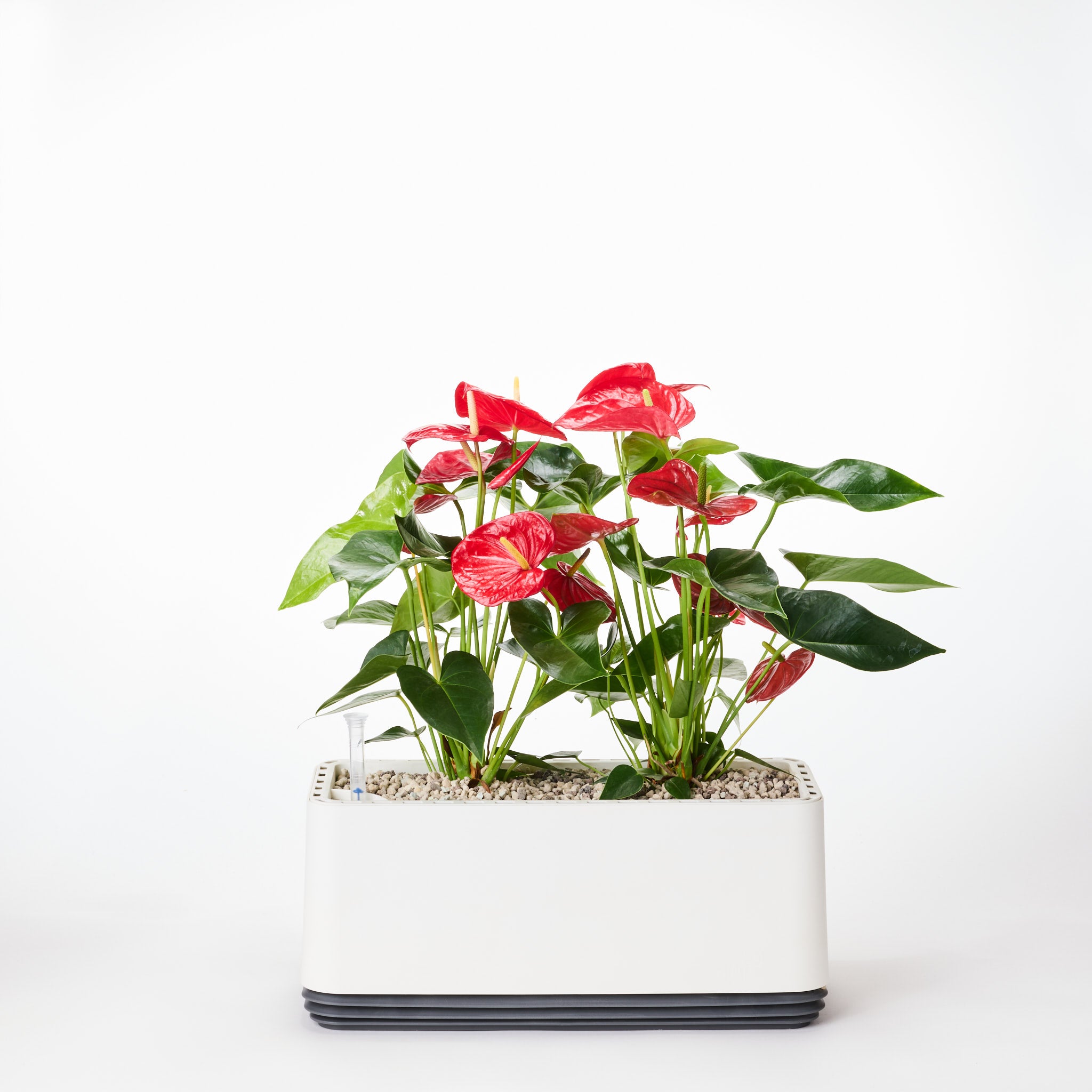 AIRY System L flamingo flower anthurium red