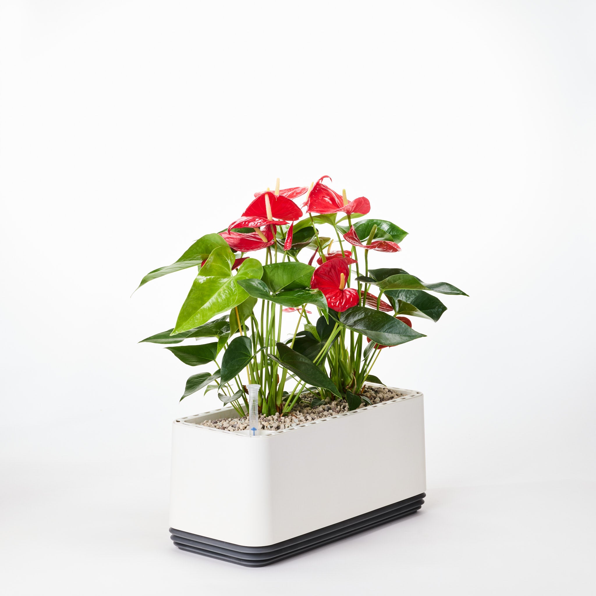 AIRY System L flamingo flower anthurium red