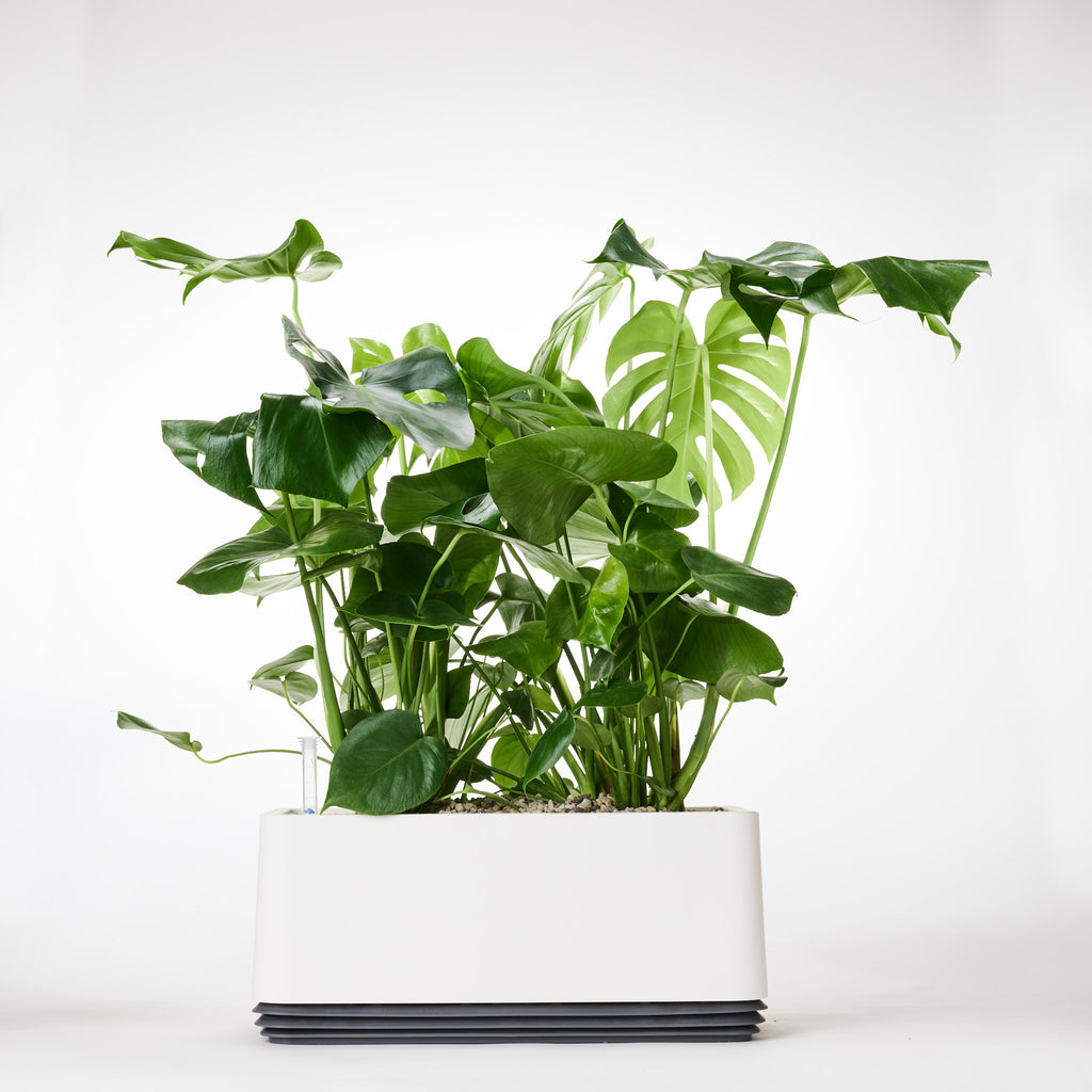 Das AIRY System L mit Monstera (Fensterblatt)