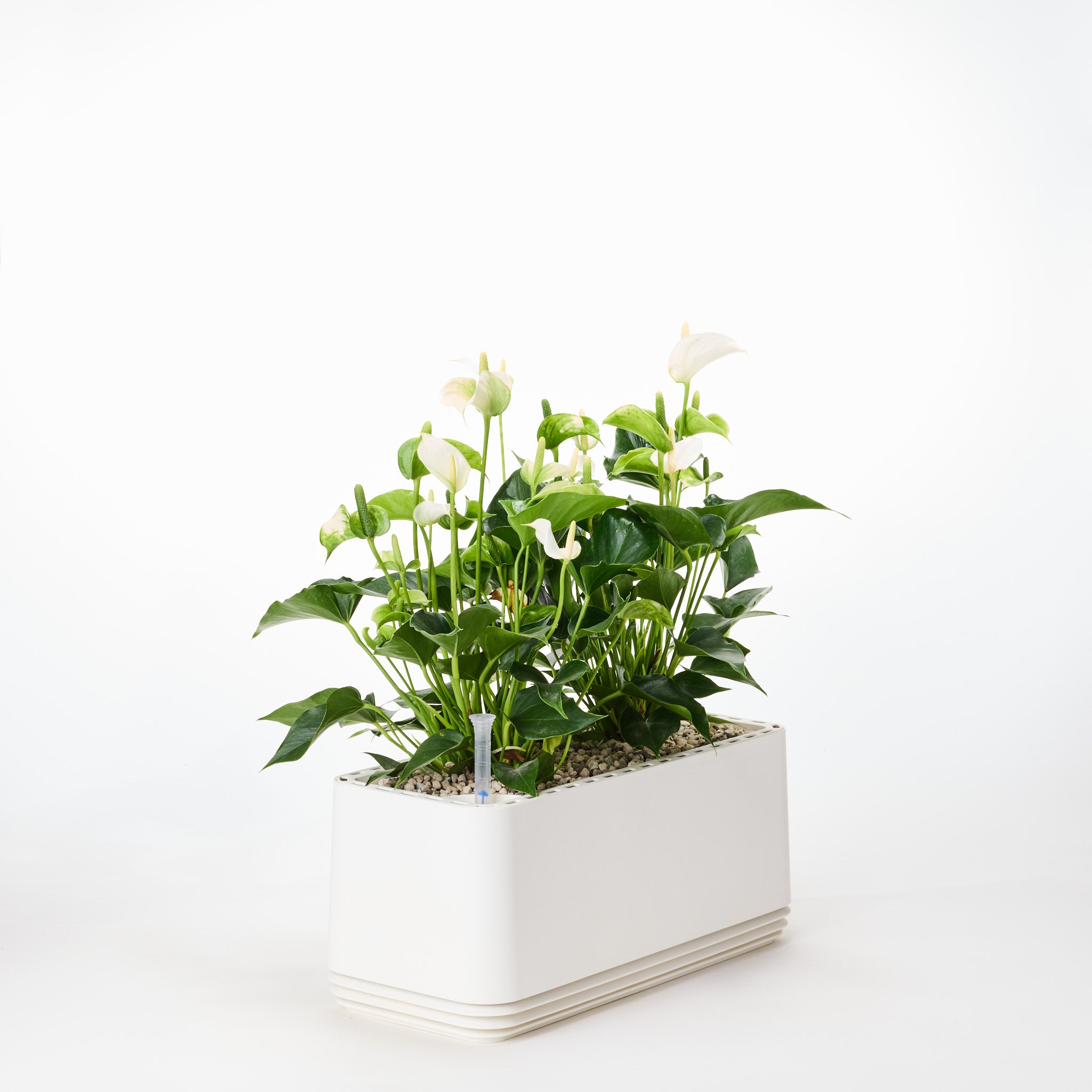 AIRY System L Flamingo Flower Anthurium Cream