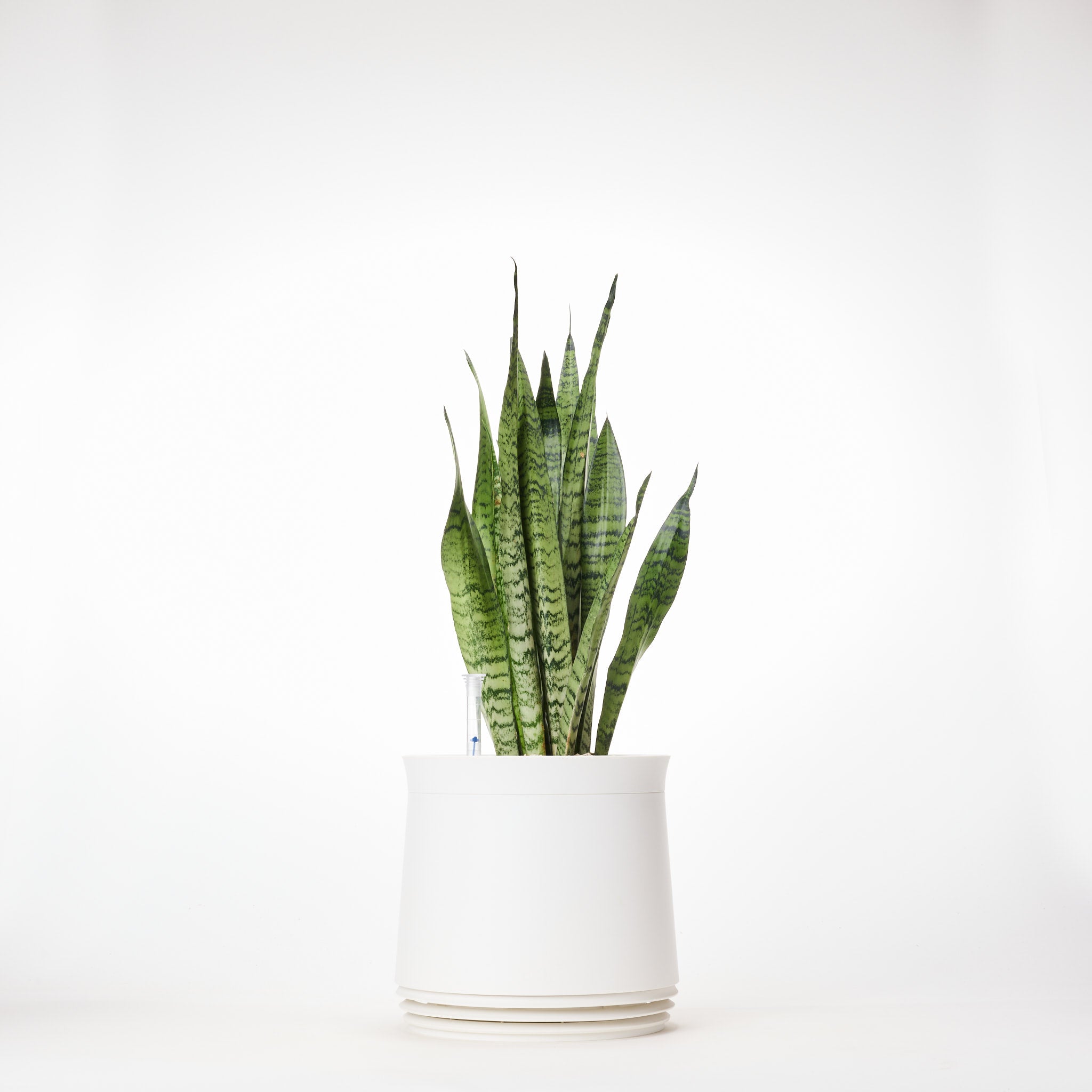 AIRY System M Snake Plant Zeylanica