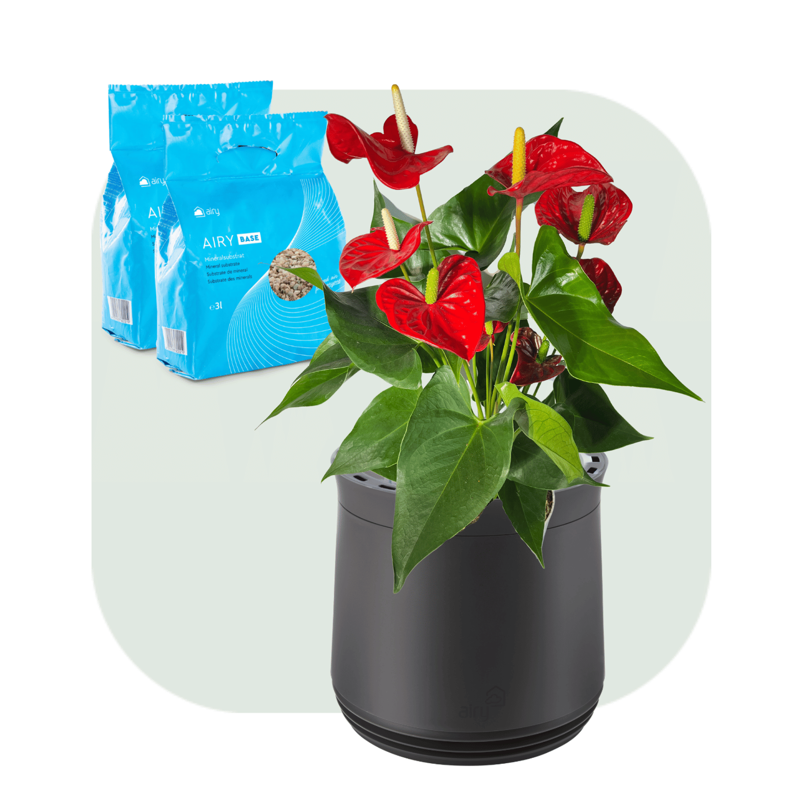 AIRY System M Fleur de Flamant Anthurium rouge