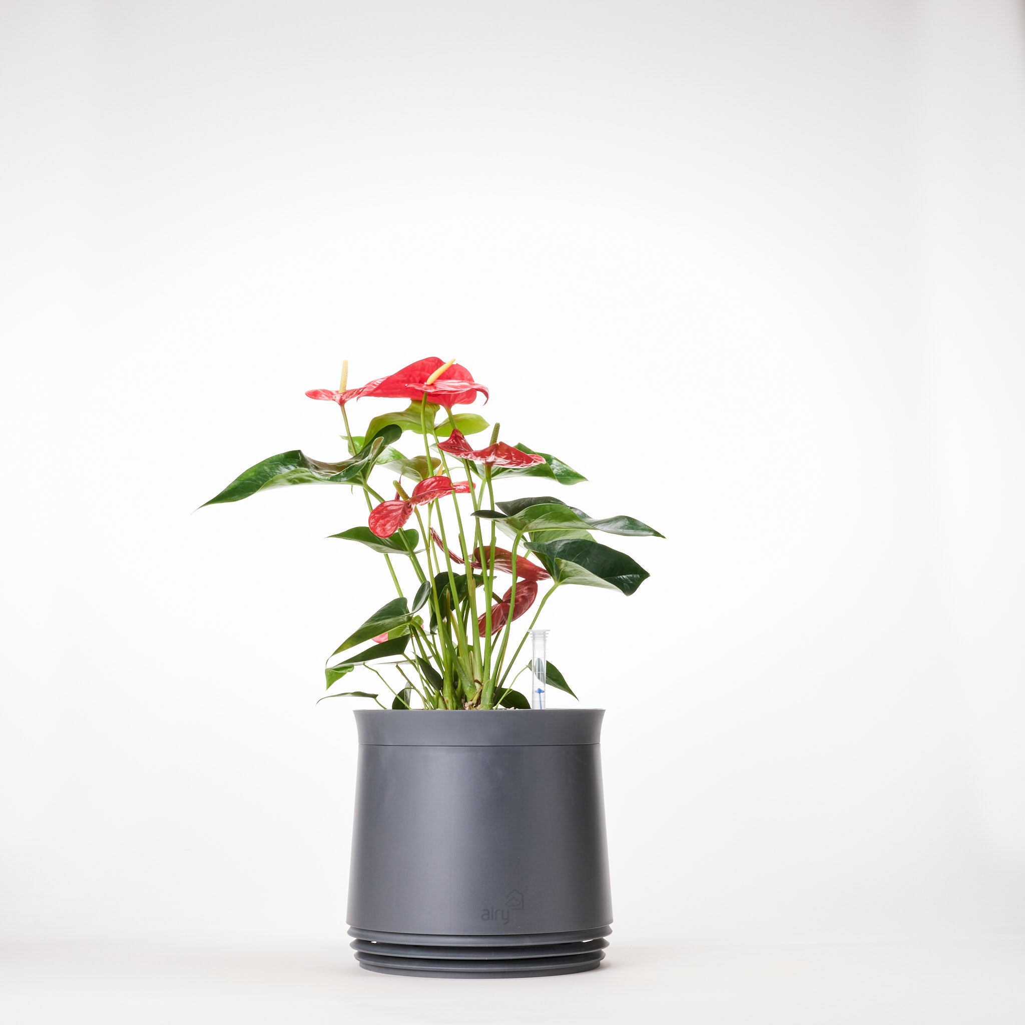 AIRY System M Fleur de Flamant Anthurium rouge