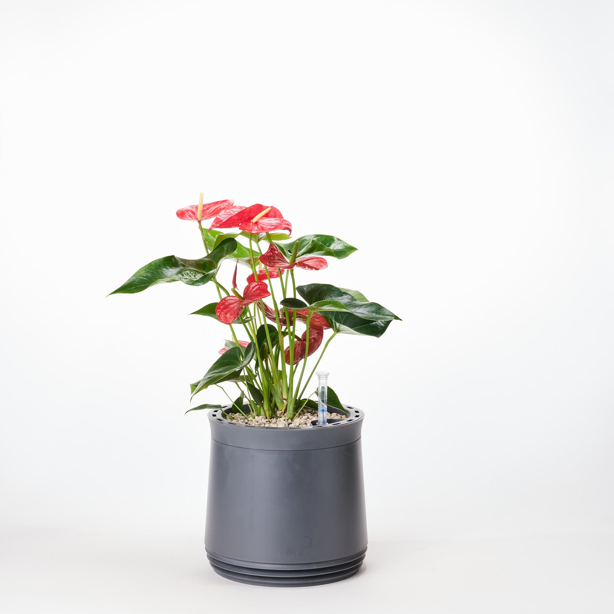 AIRY System M Fleur de Flamant Anthurium rouge