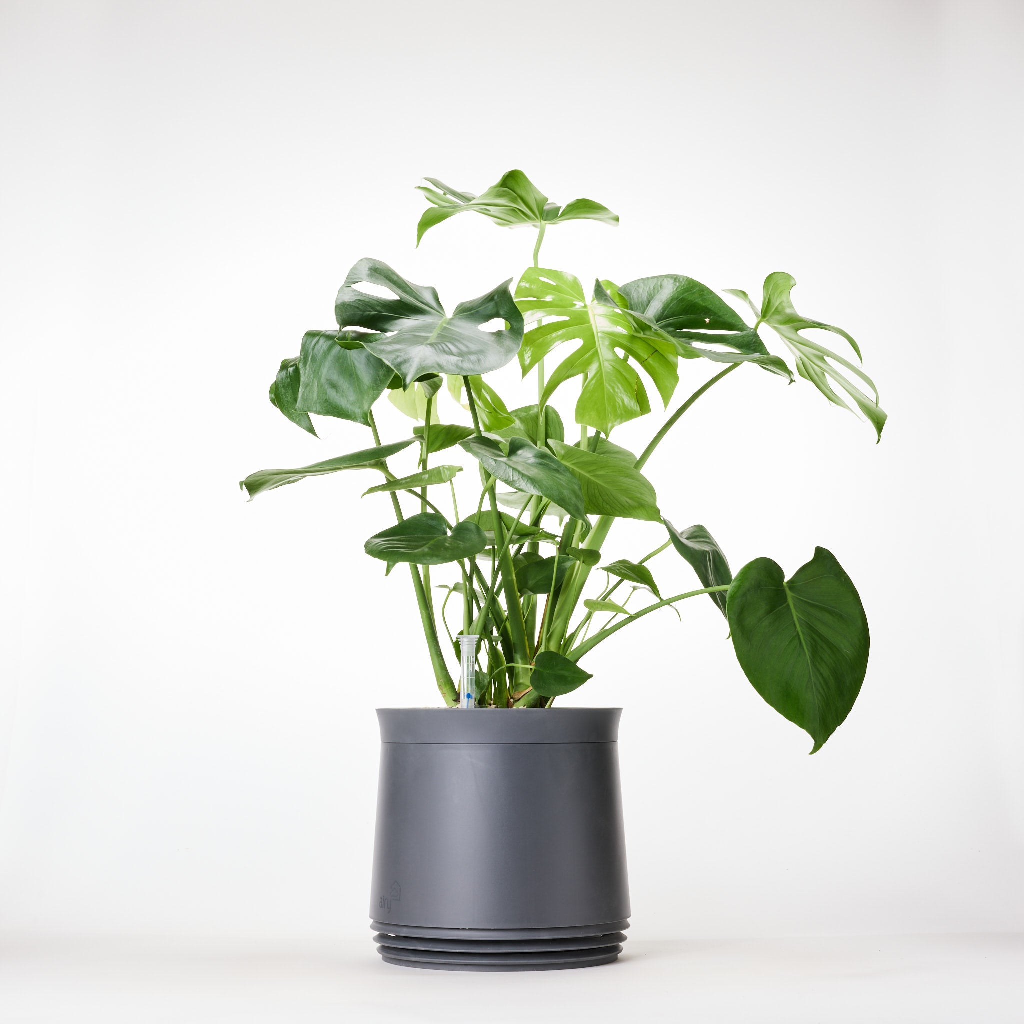 AIRY System M Monstera