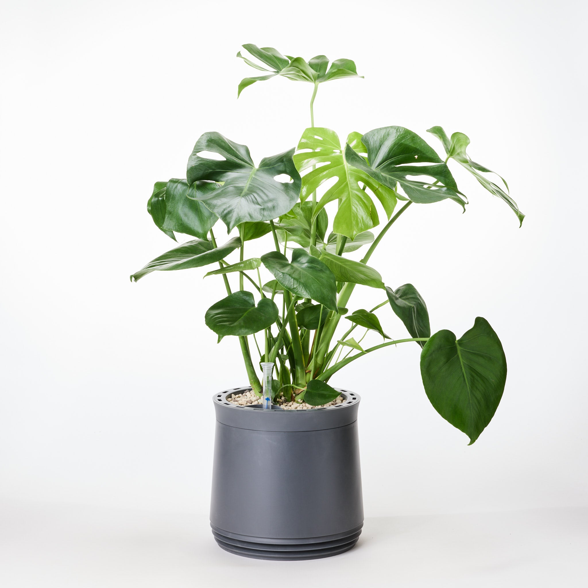 AIRY System M Monstera