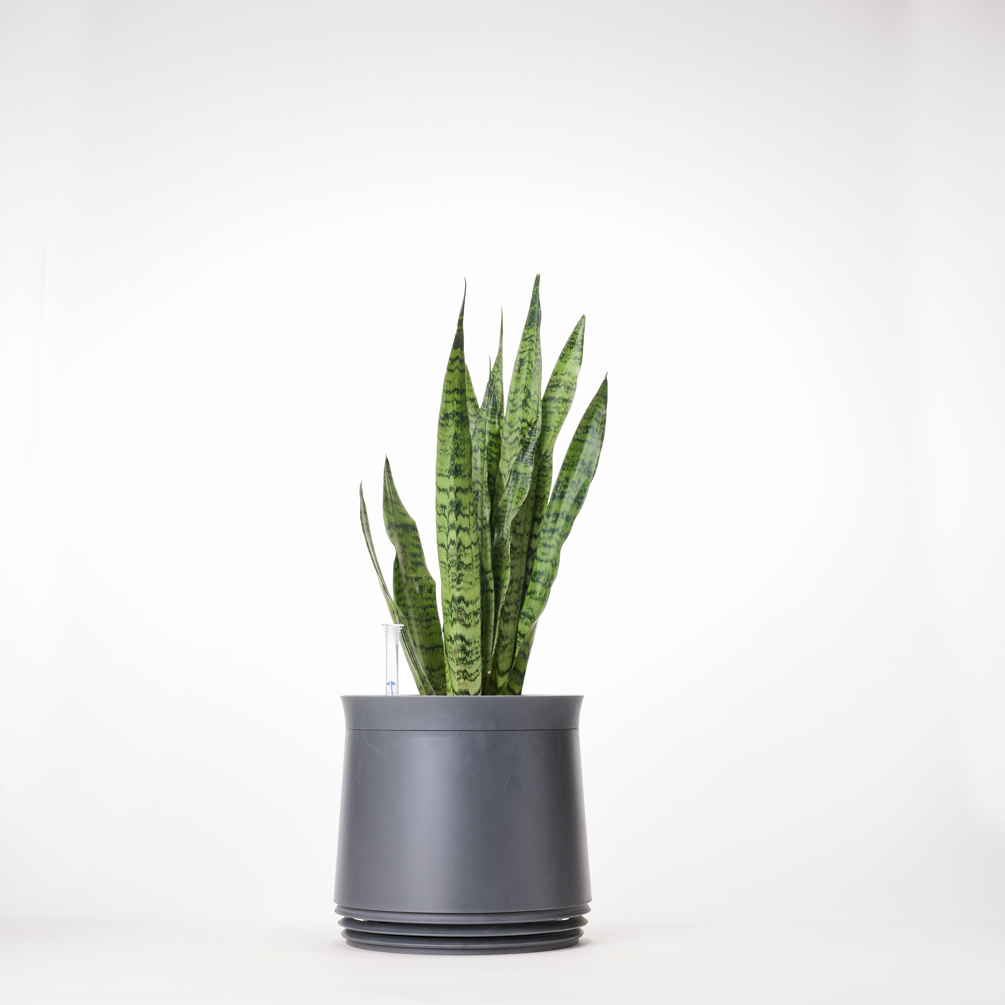 AIRY System M Snake Plant Zeylanica