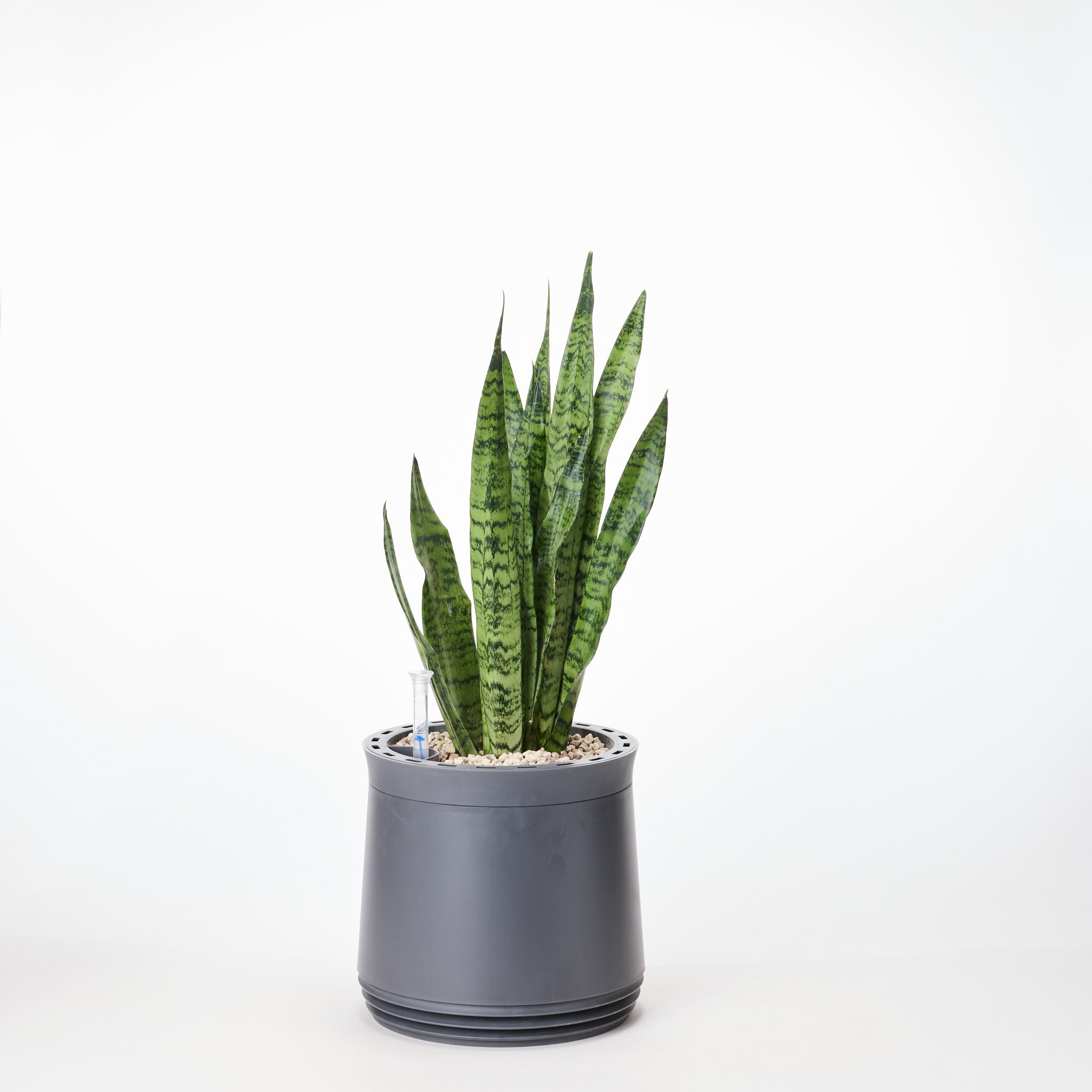 AIRY System M Snake Plant Zeylanica