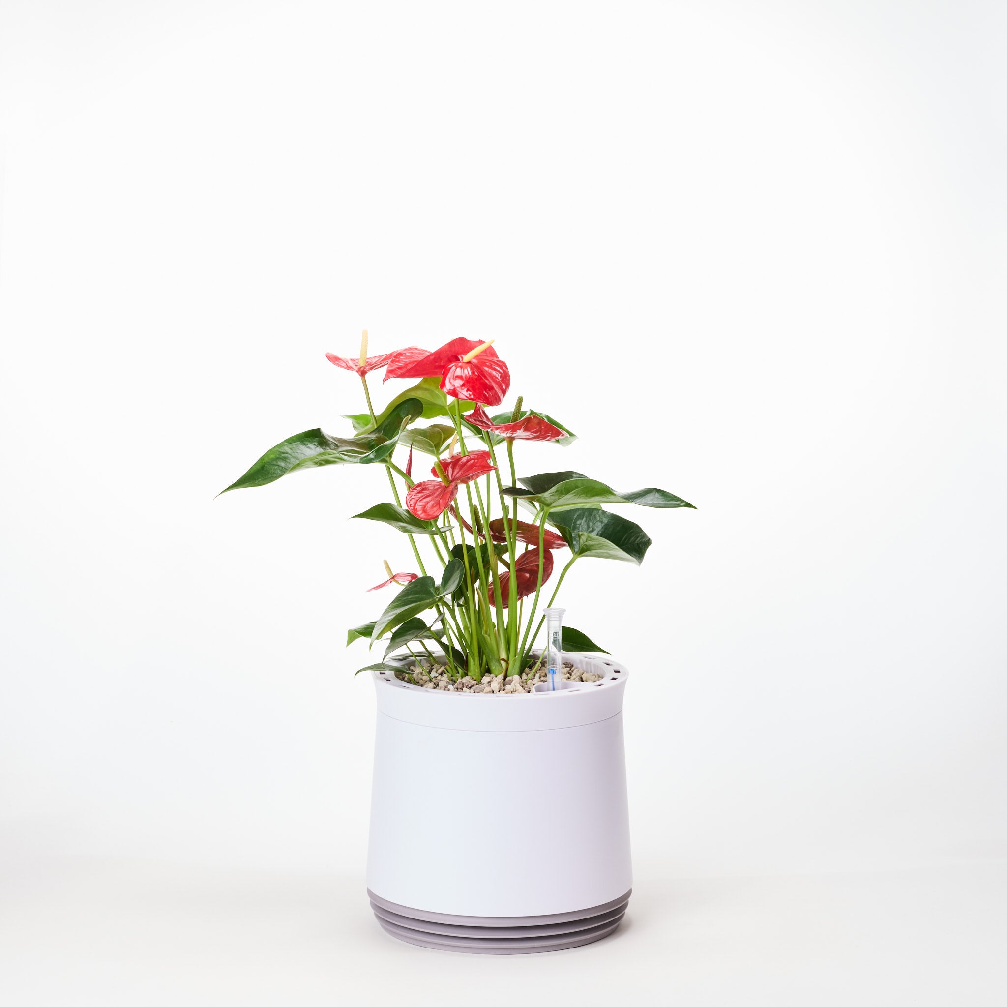 AIRY System M Fleur de Flamant Anthurium rouge