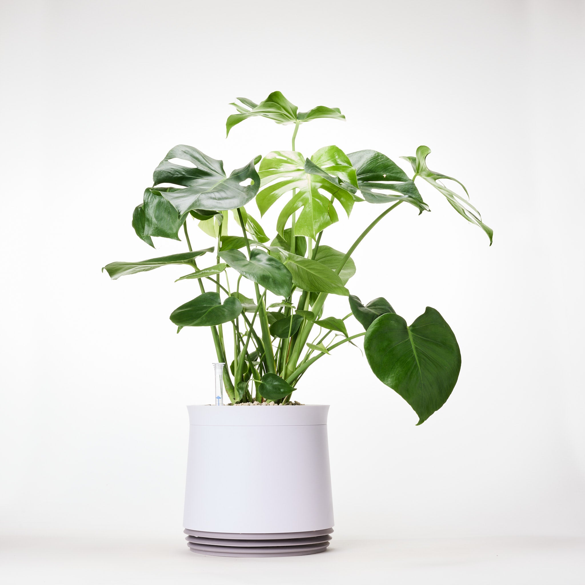 AIRY System M Monstera