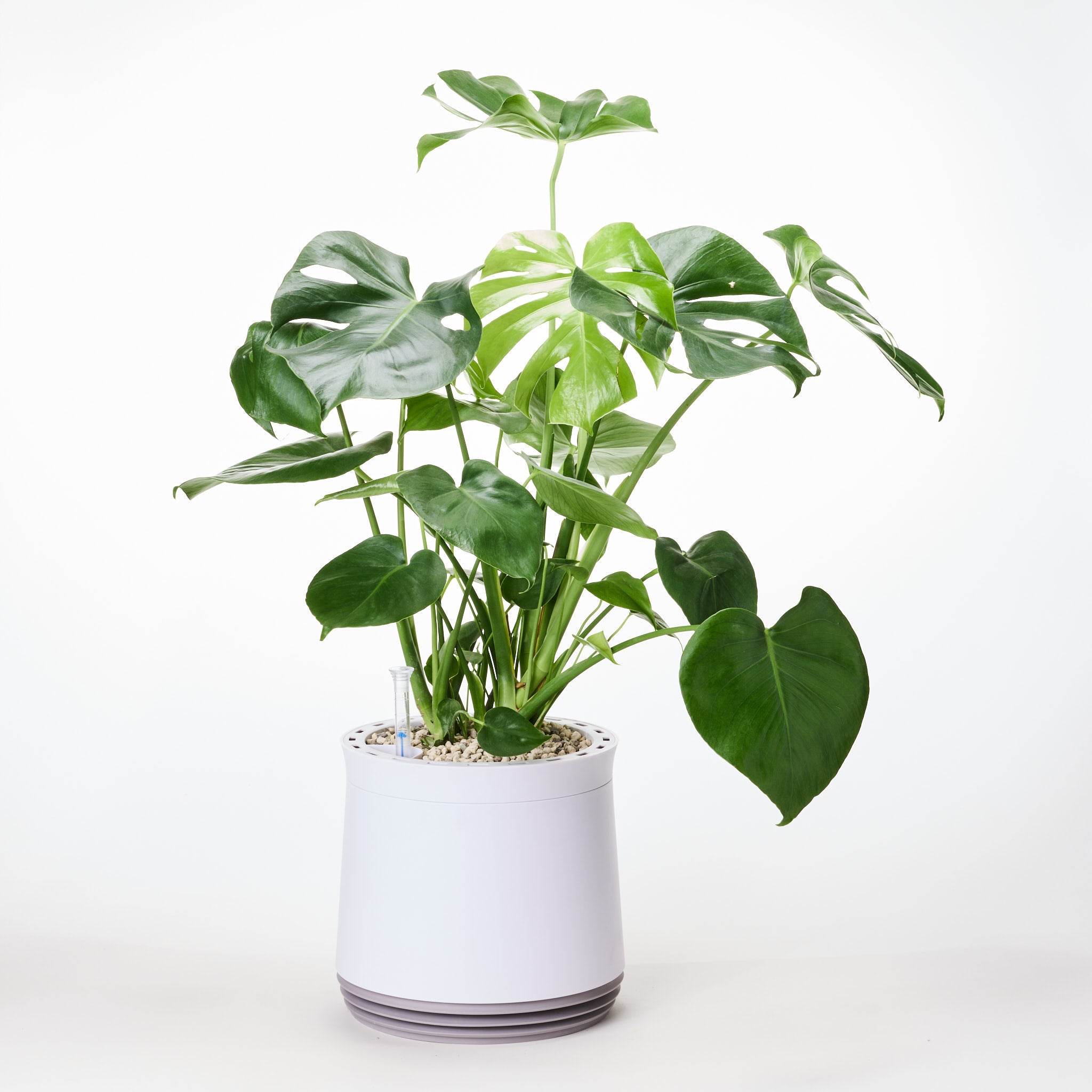 AIRY System M Monstera