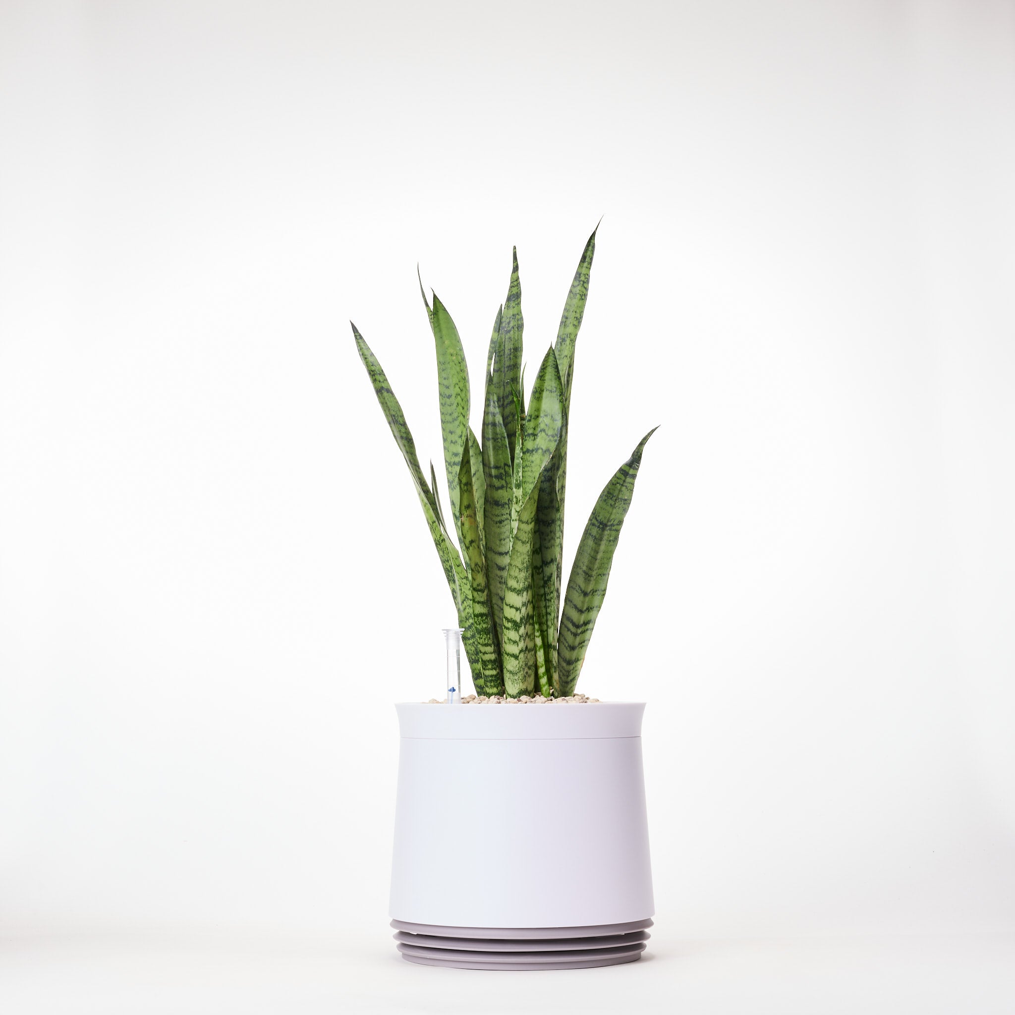 AIRY System M Snake Plant Zeylanica