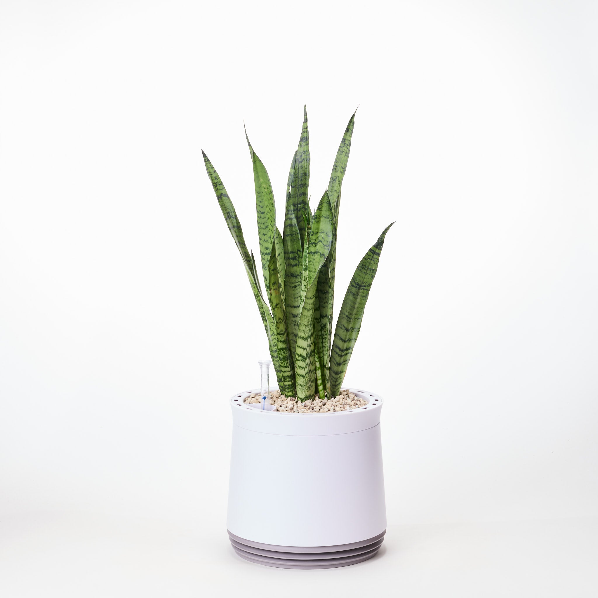 AIRY System M Snake Plant Zeylanica