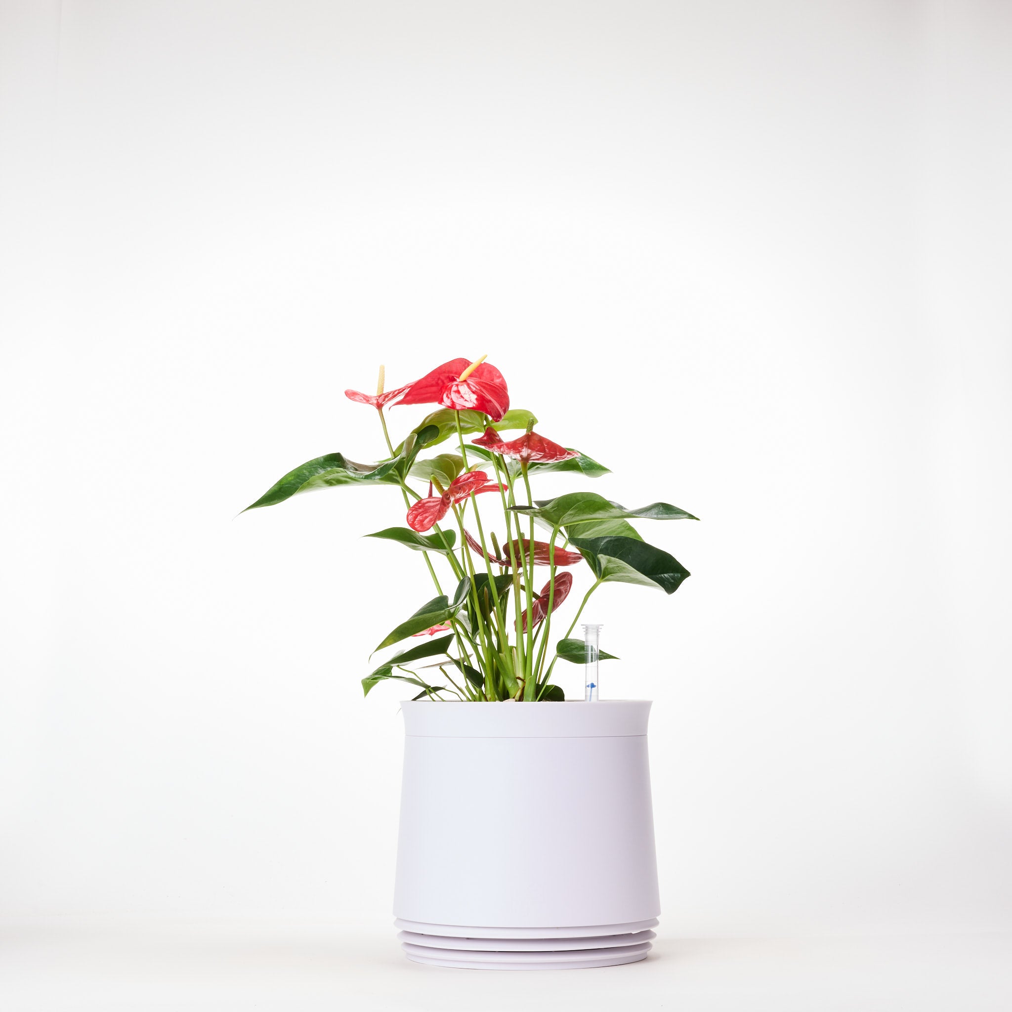 AIRY System M Fleur de Flamant Anthurium rouge