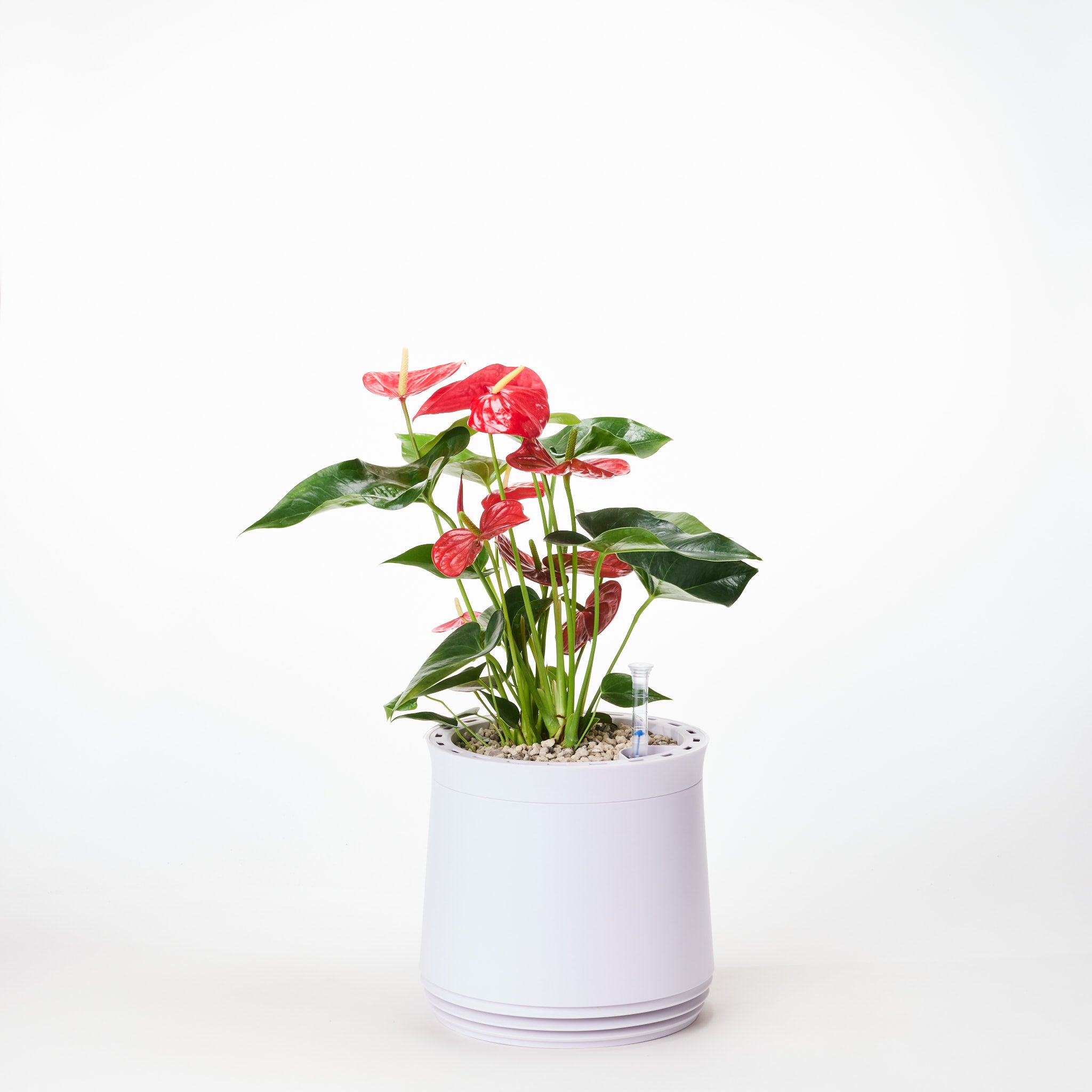 AIRY System M Fleur de Flamant Anthurium rouge