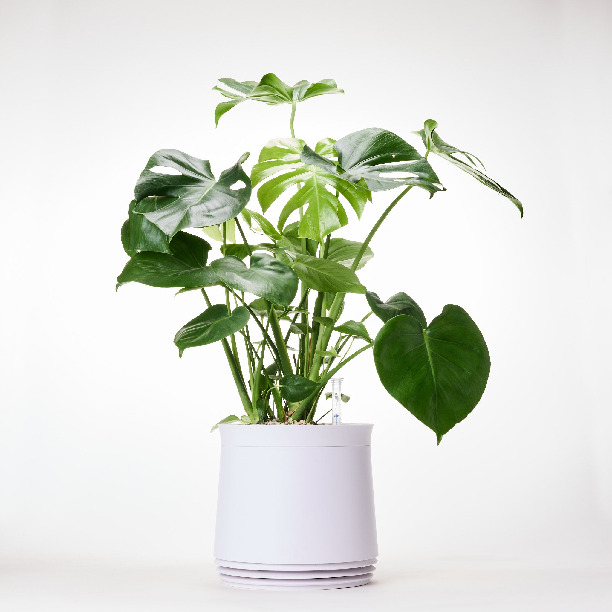 AIRY System M Monstera