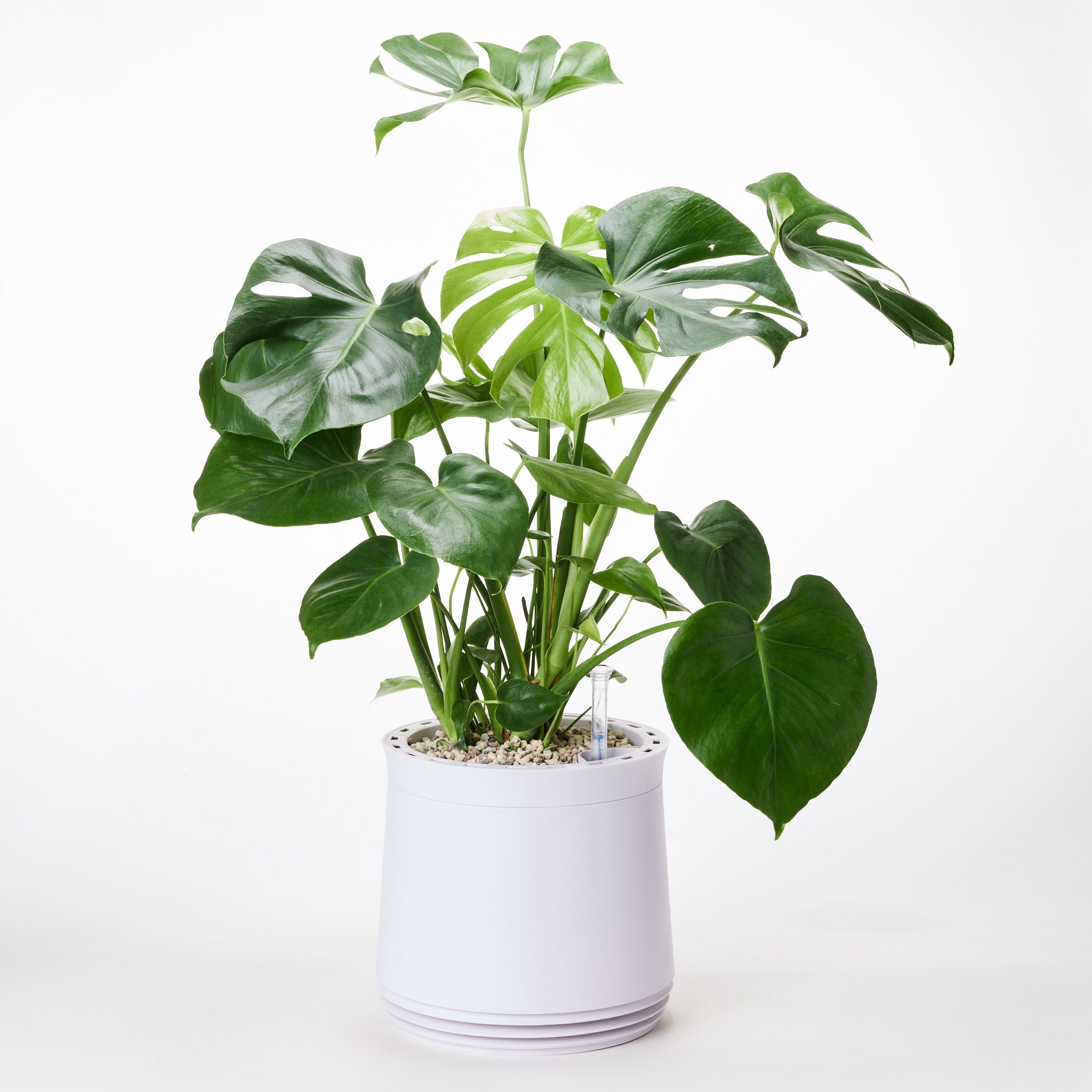 AIRY System M Monstera