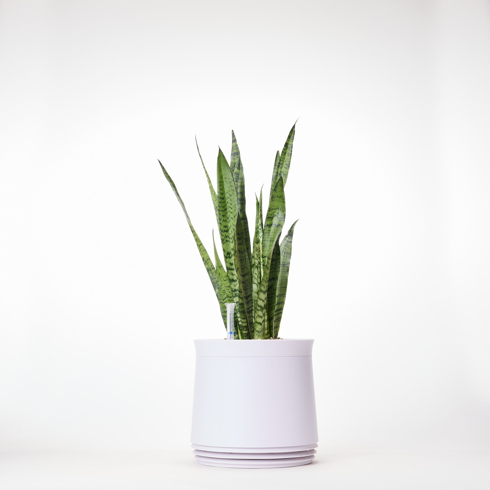 AIRY System M Snake Plant Zeylanica