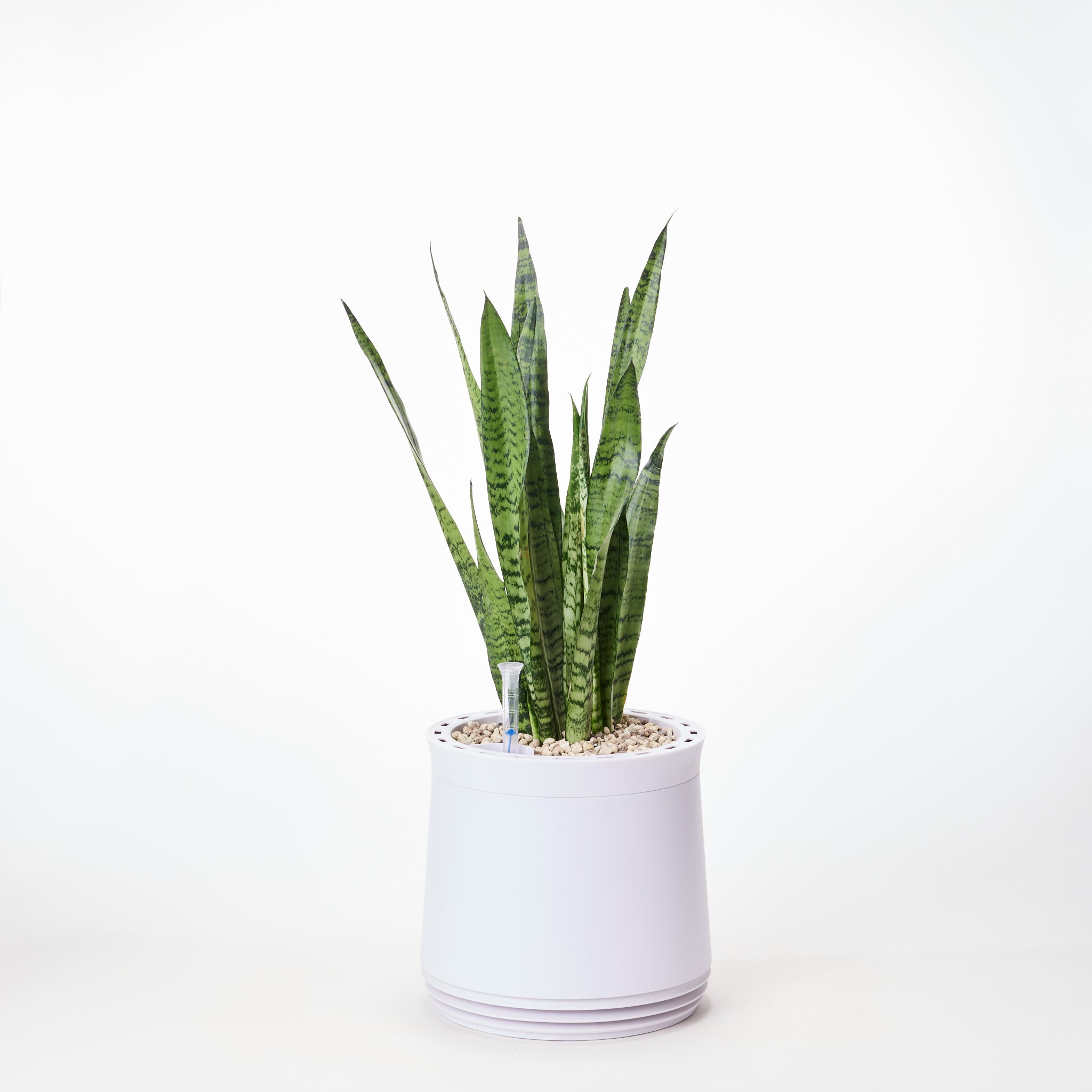 AIRY System M Snake Plant Zeylanica