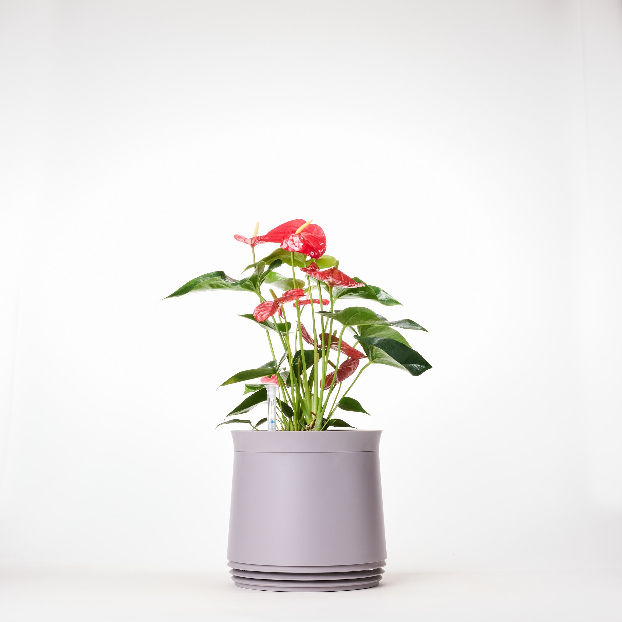 AIRY System M Fleur de Flamant Anthurium rouge