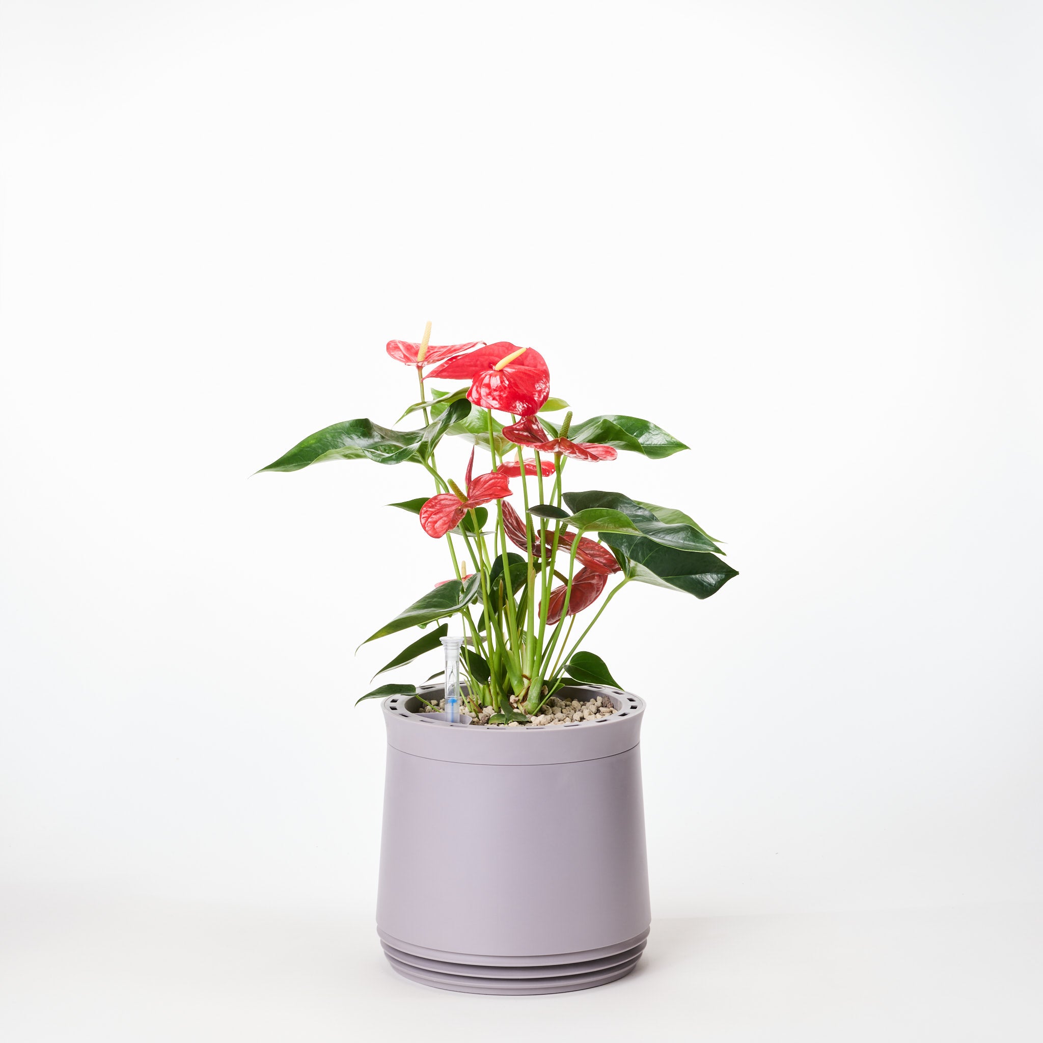 AIRY System M Fleur de Flamant Anthurium rouge