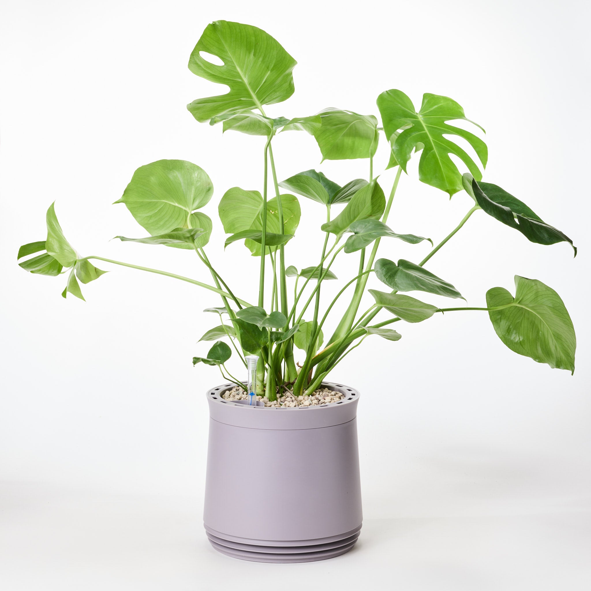 AIRY System M Monstera