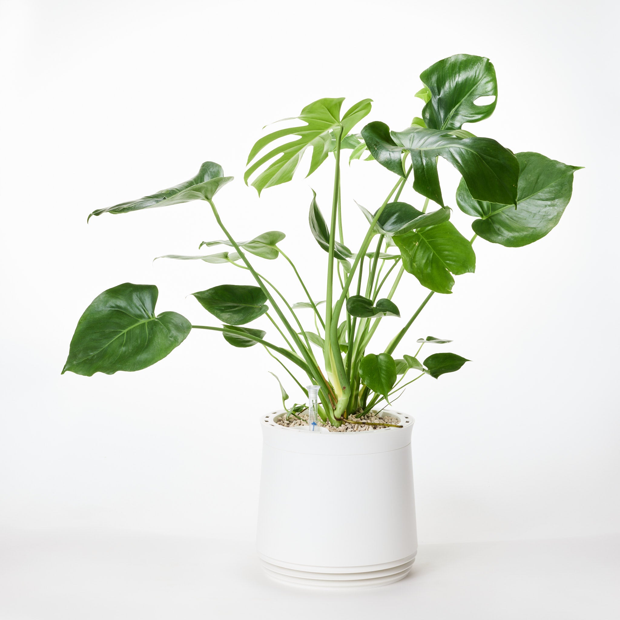 AIRY System M Monstera