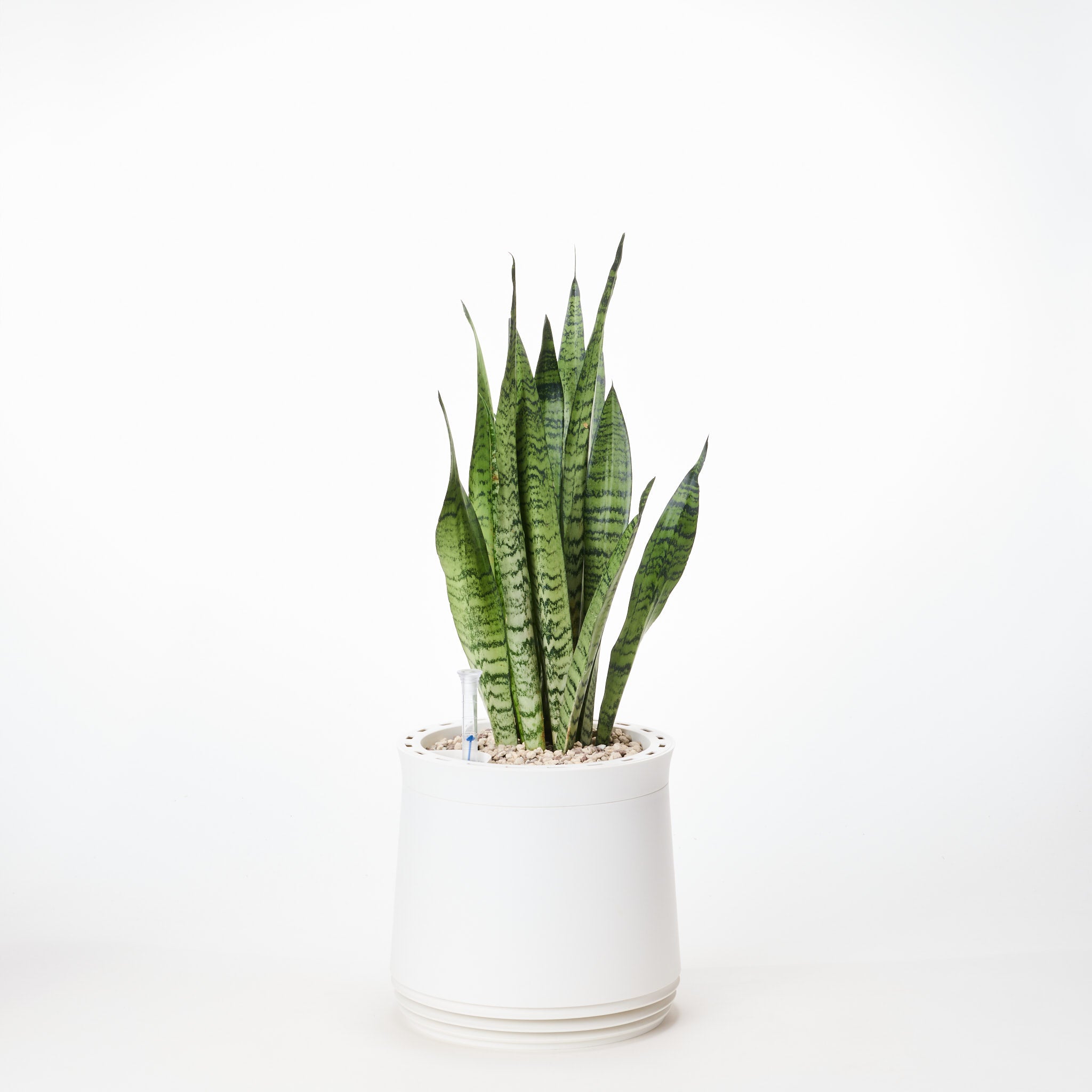 AIRY System M Snake Plant Zeylanica