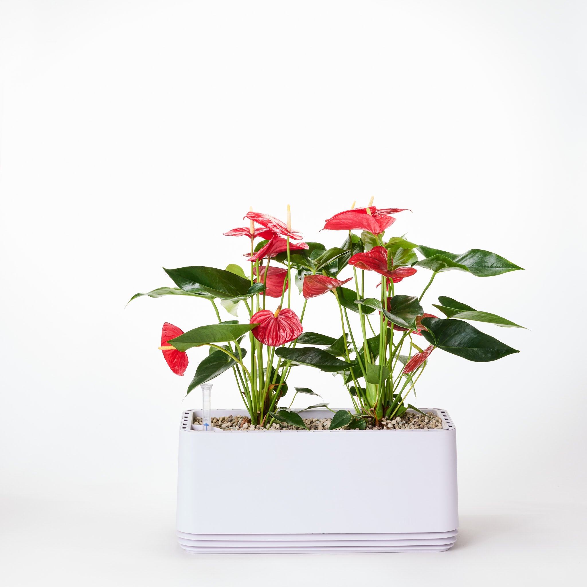 AIRY System L flamingo flower anthurium red