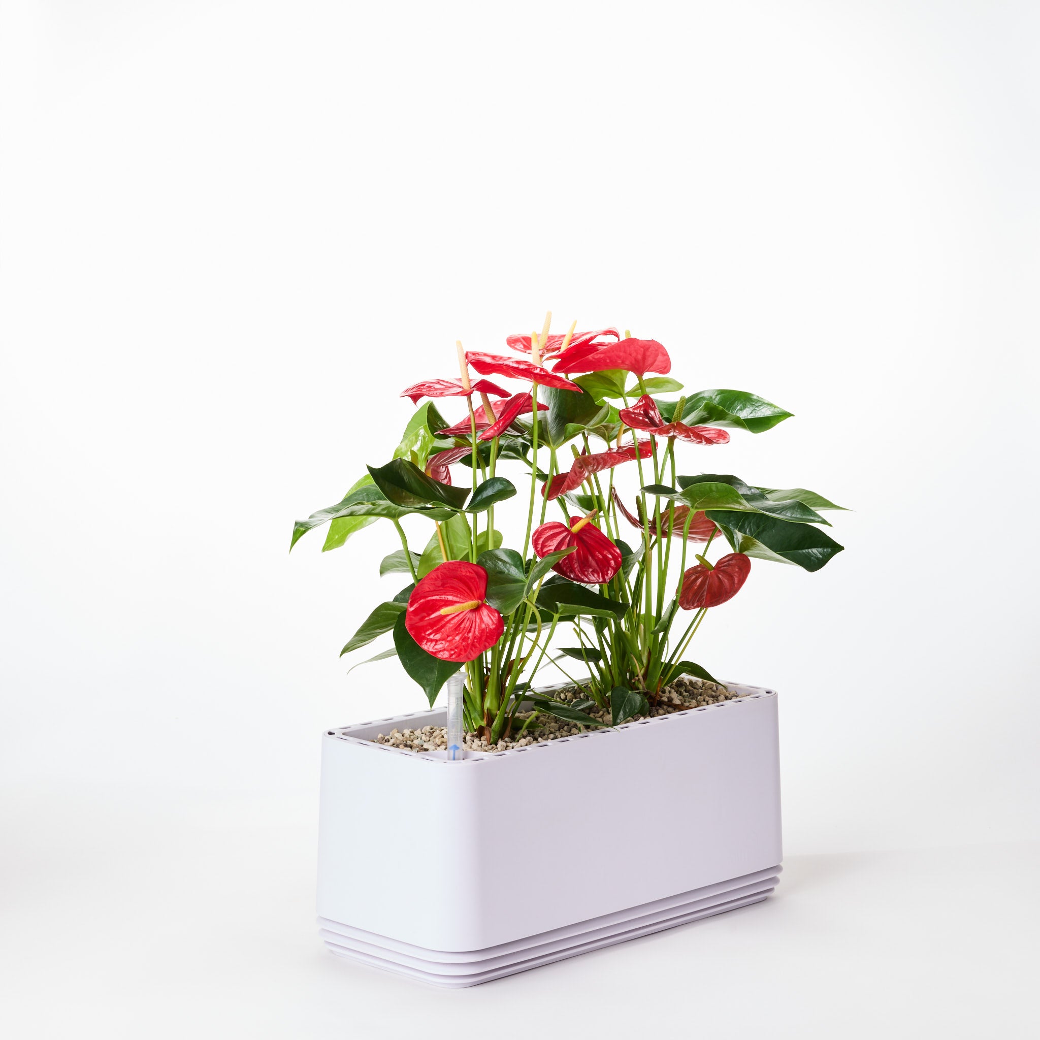 AIRY System L flamingo flower anthurium red