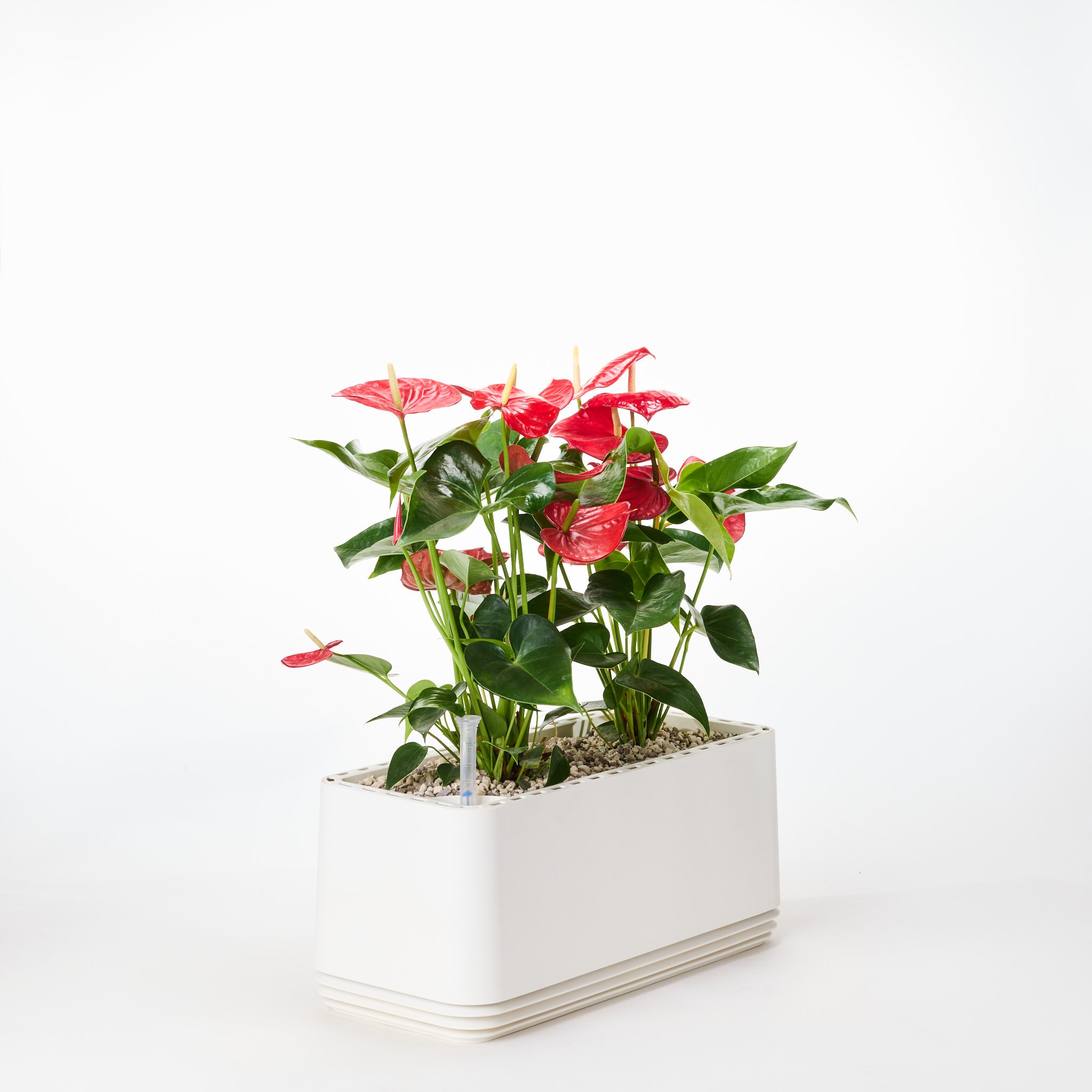 AIRY System L flamingo flower anthurium red