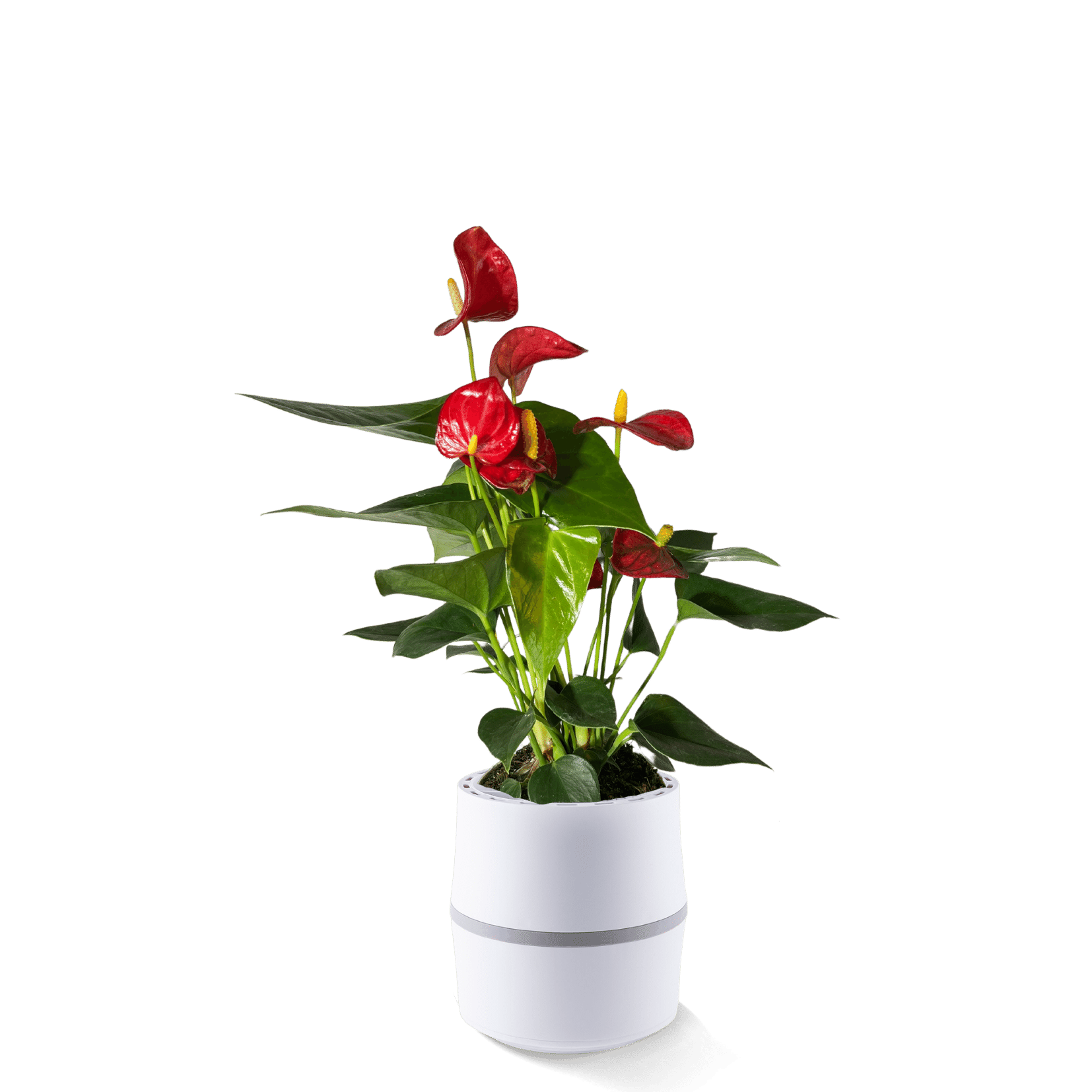 Anthurium à fleurs de flamant rose AIRY System S